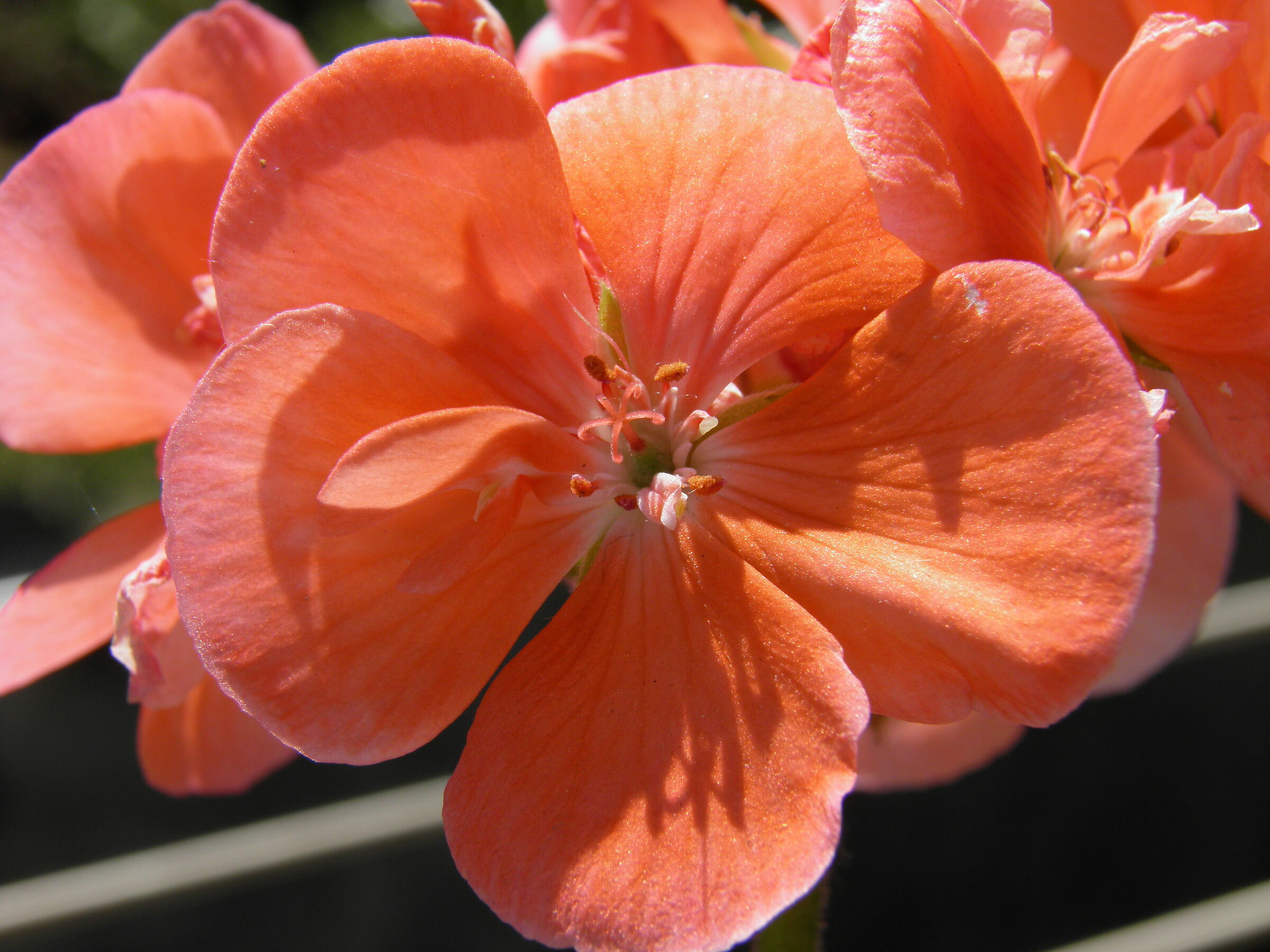 Geranium 1