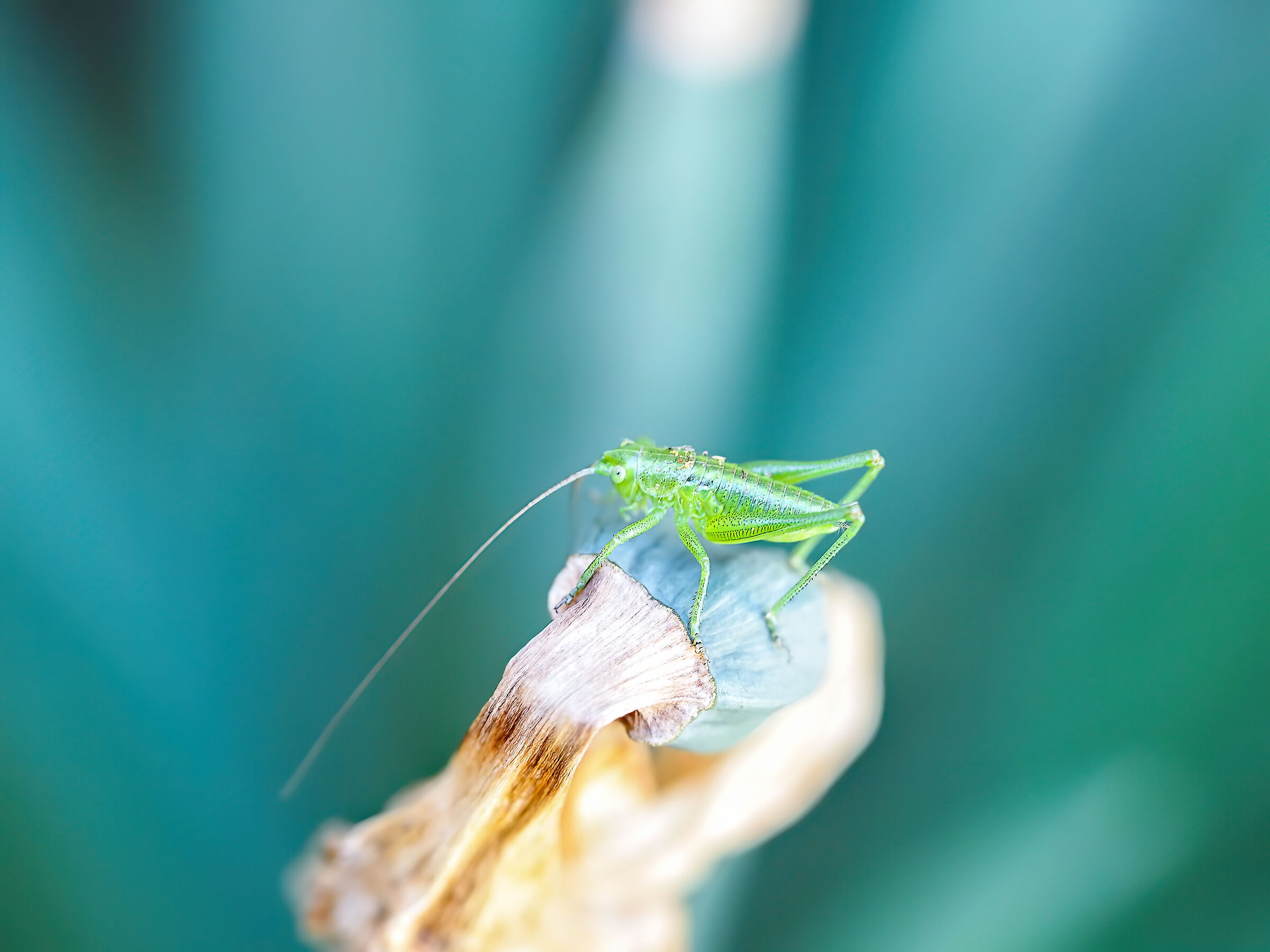 Tettigonia Viridissima star
