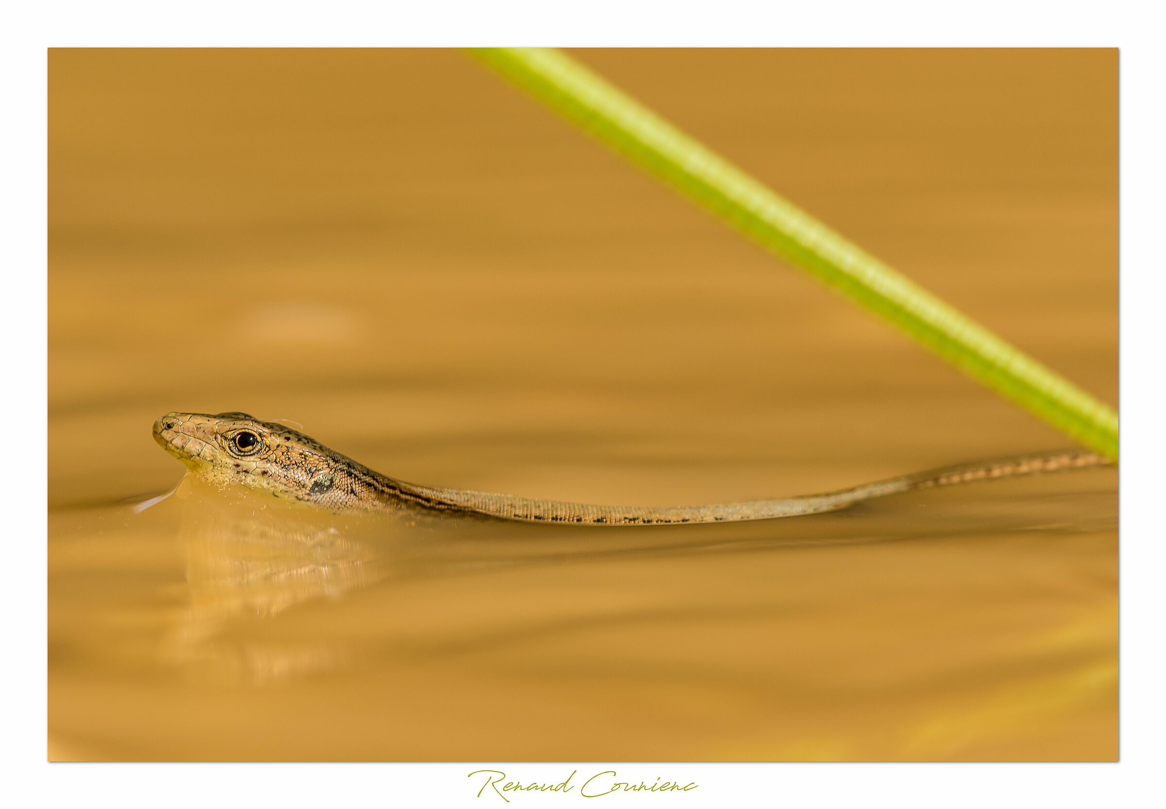 A baby lizard swimming