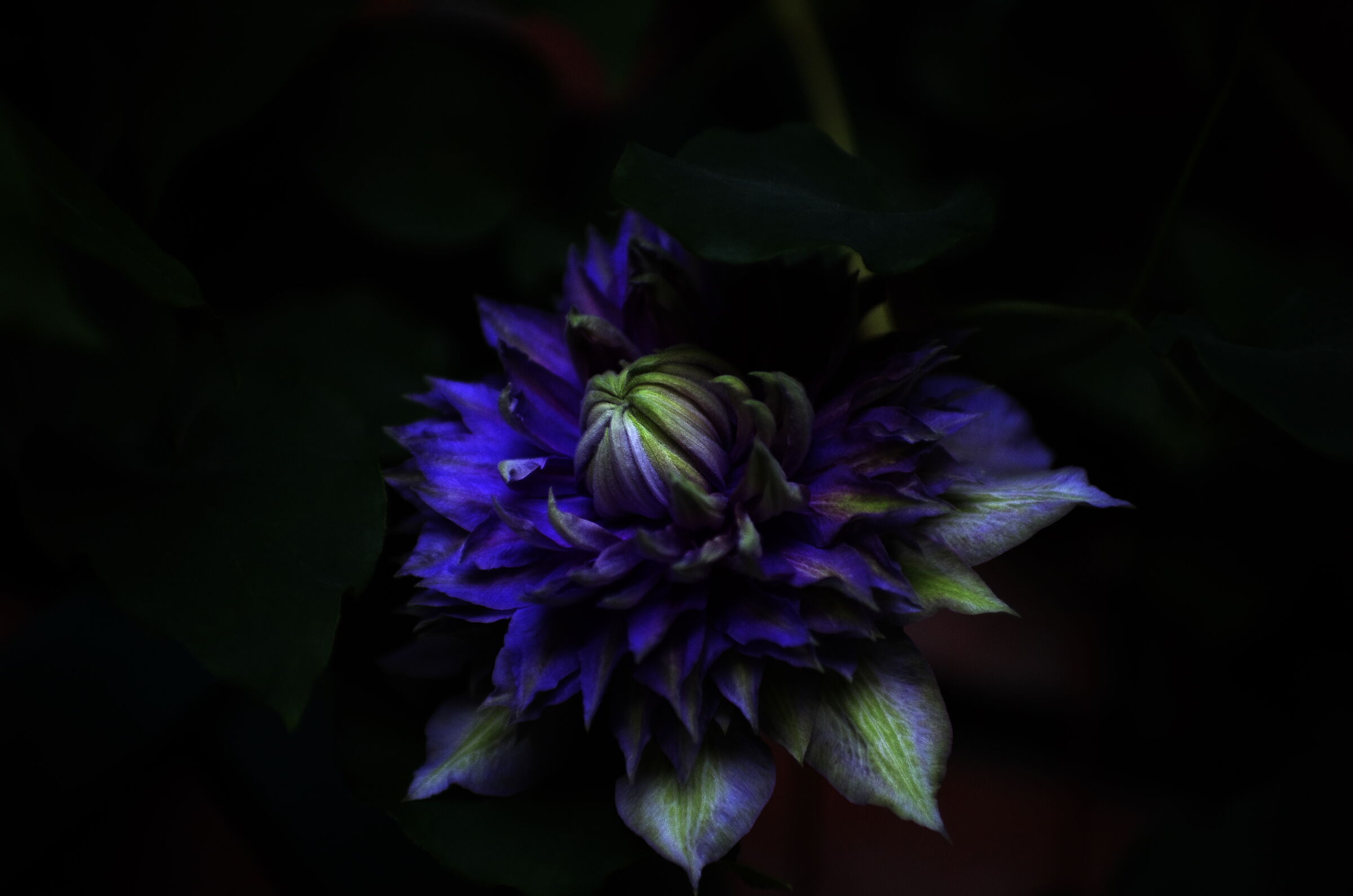 Clematis in fiore