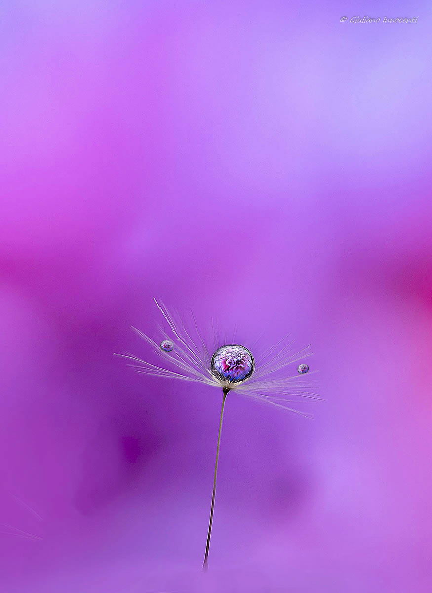 Il seme di Tarassaco