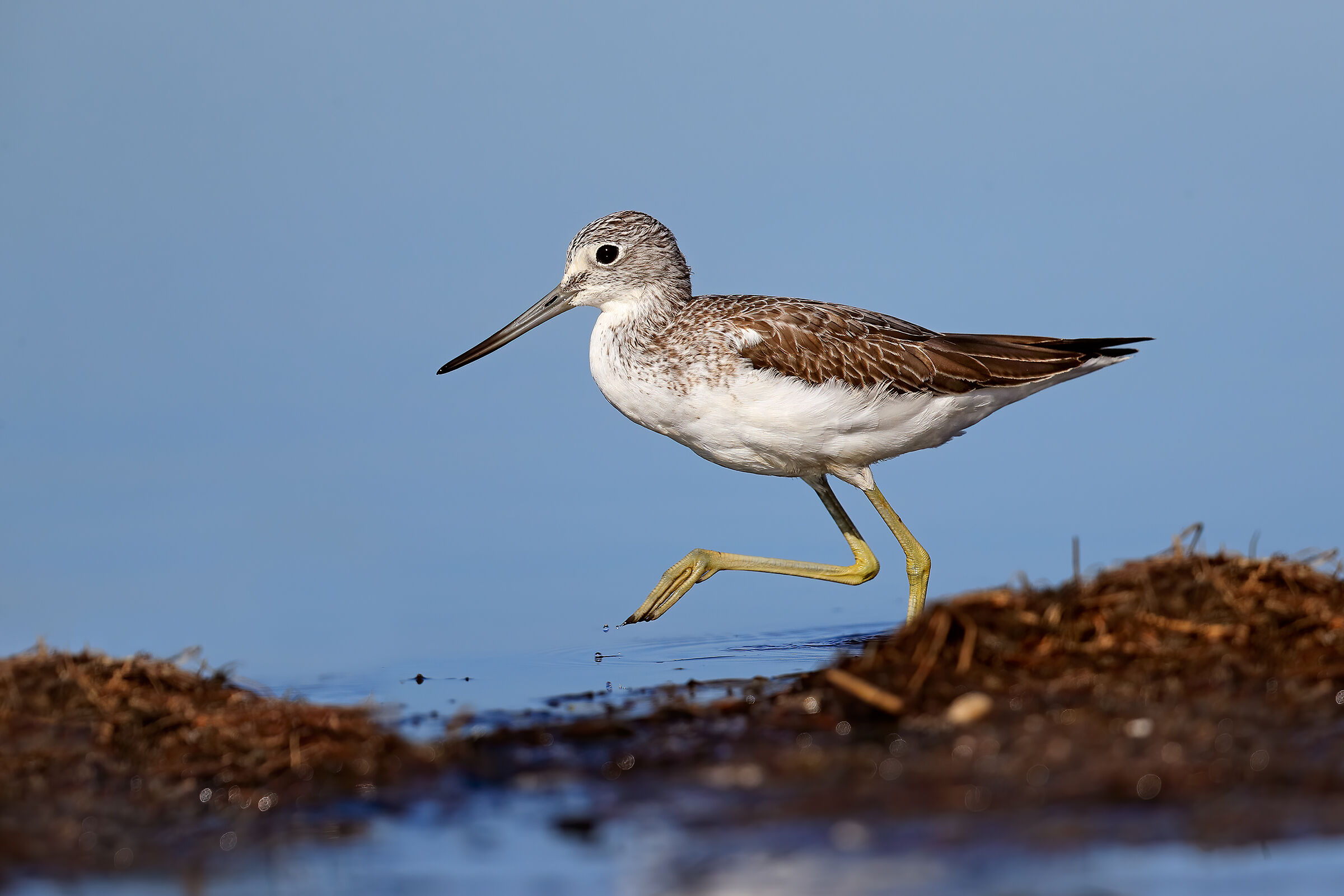Scusate, ma vado di fretta - Pantana