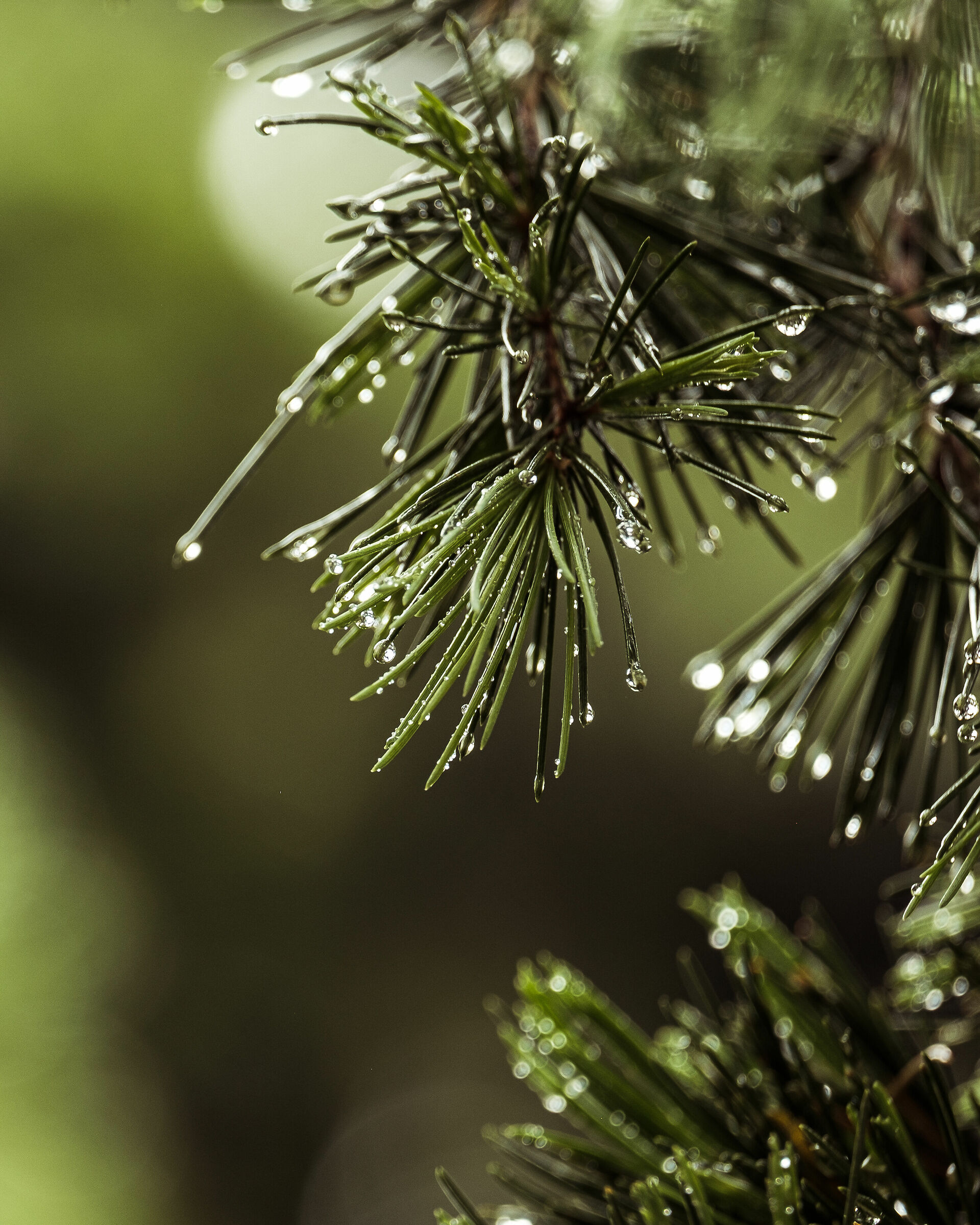 La quiete dopo la tempesta - Brescia