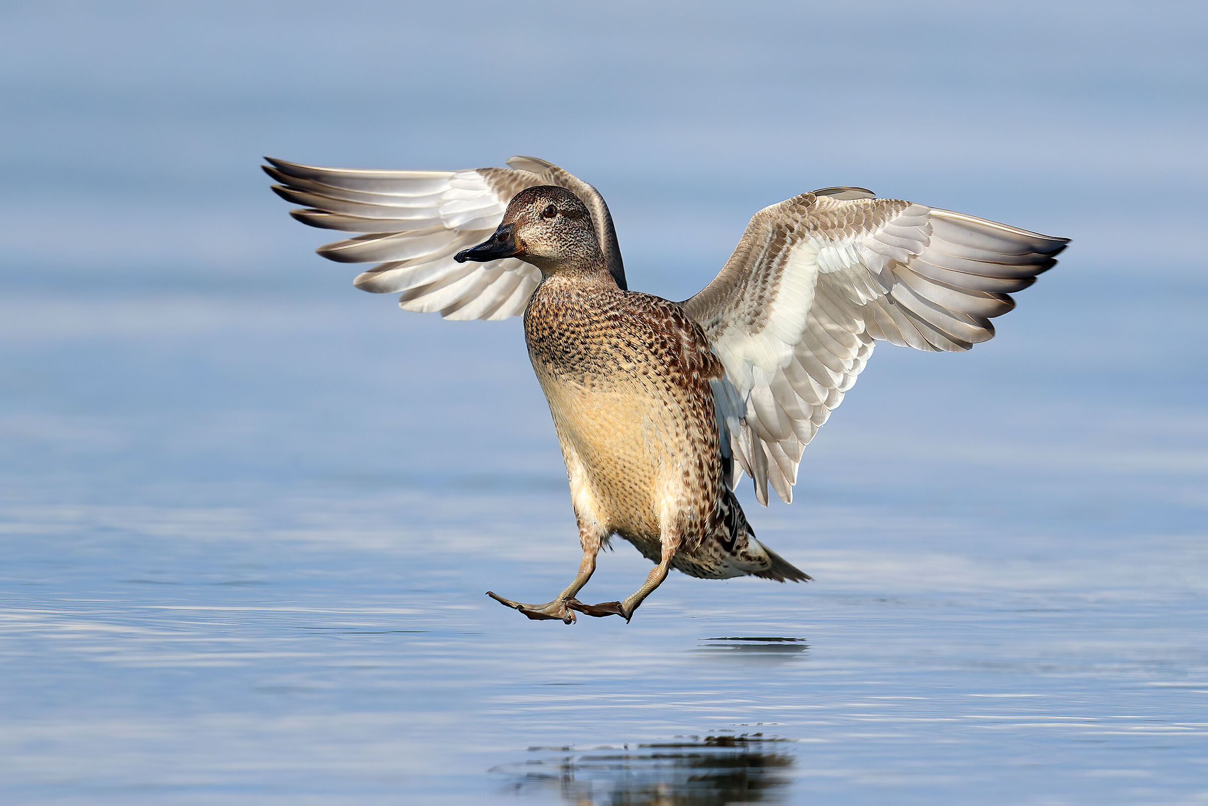 Eccomi qua! - Alzavola