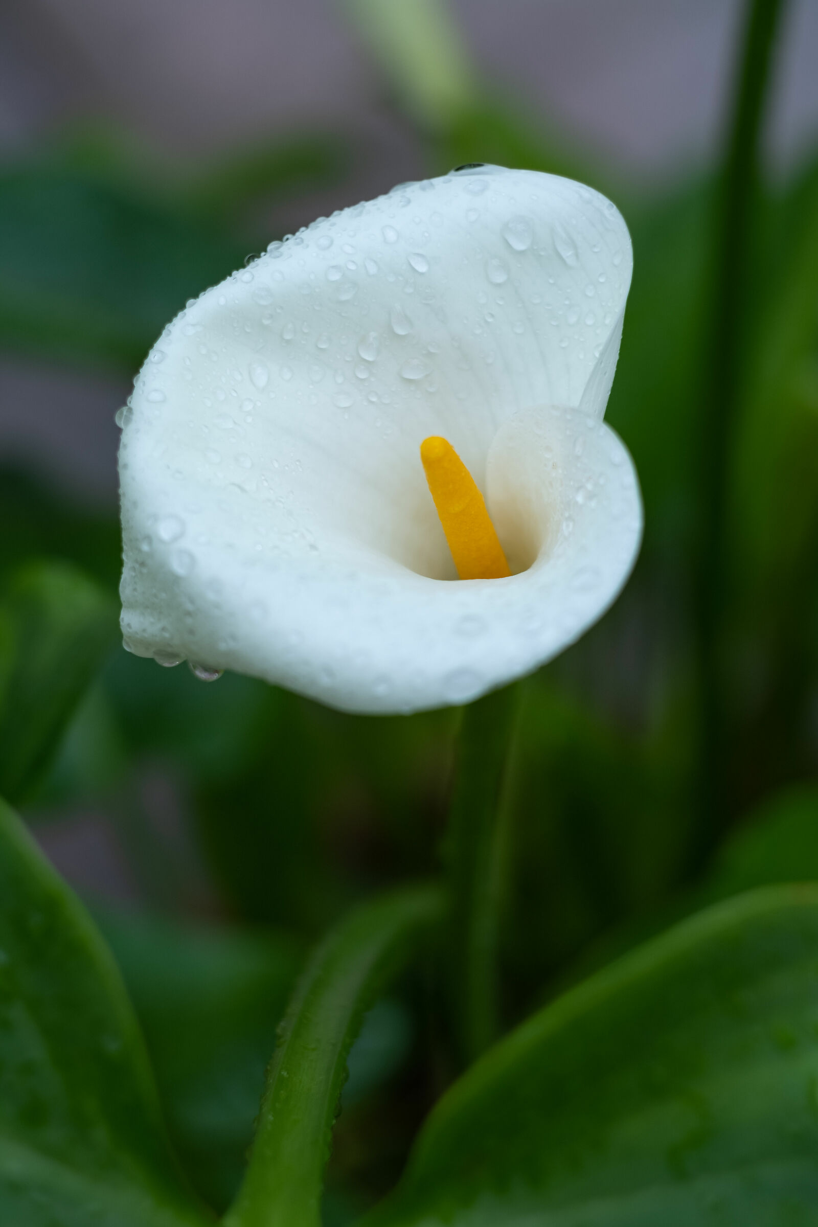 Calla