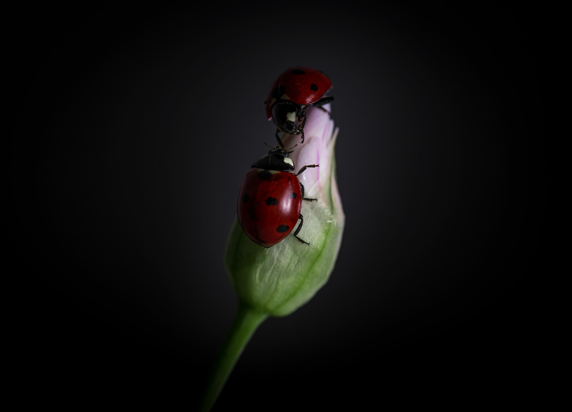 E il distanziamento sociale?