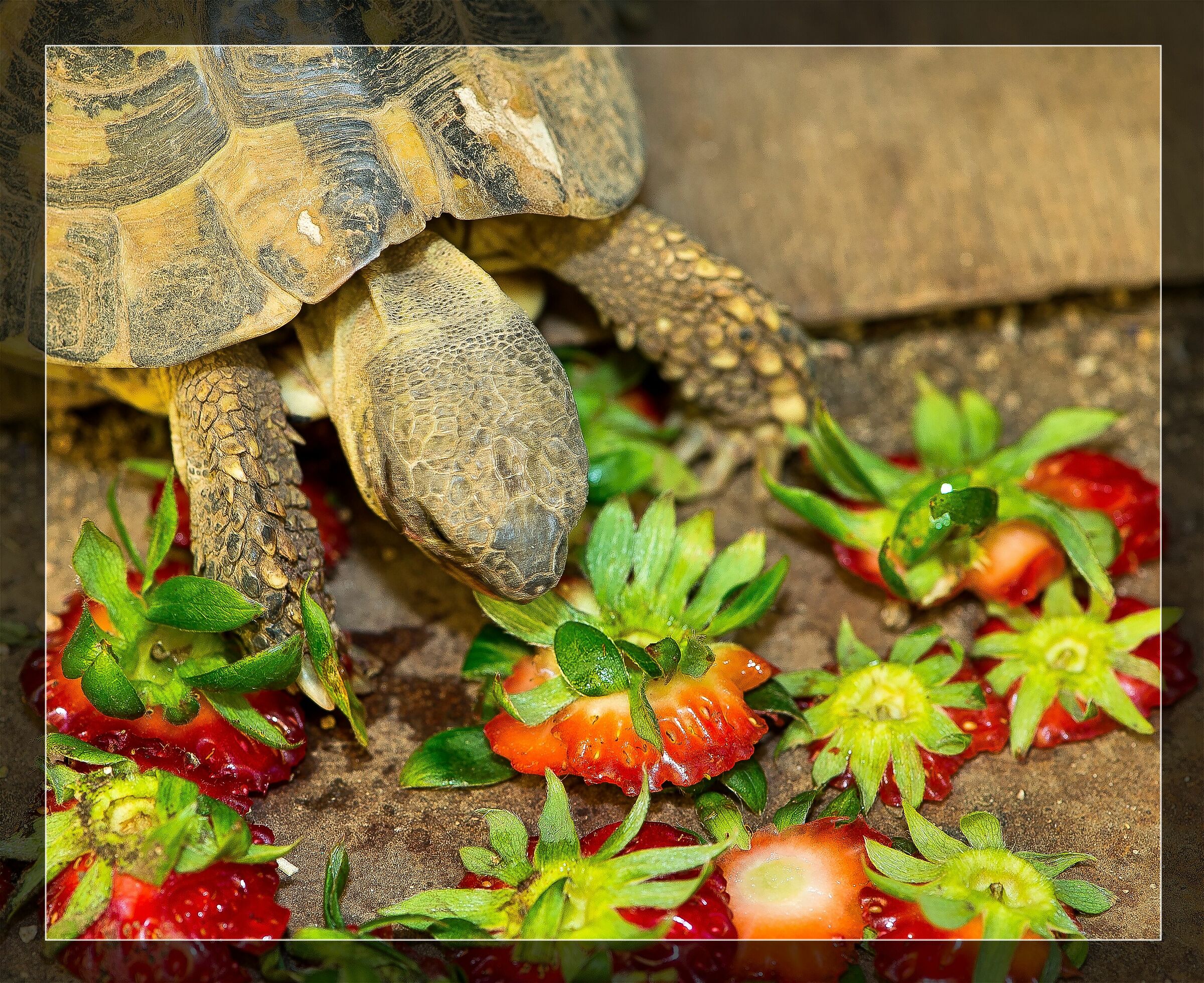 Strawberries...