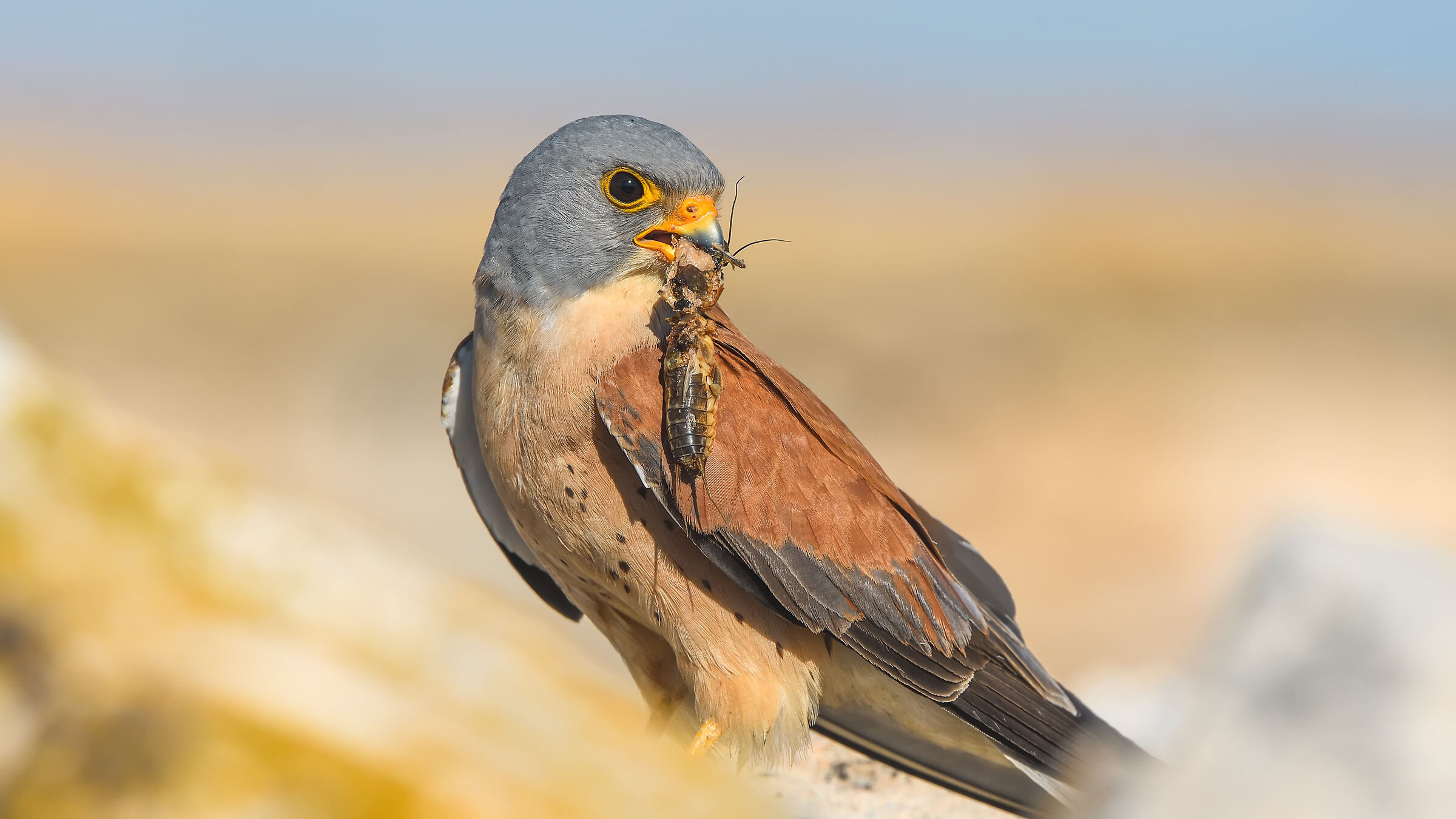 Falco naumanni - Kestrel minore