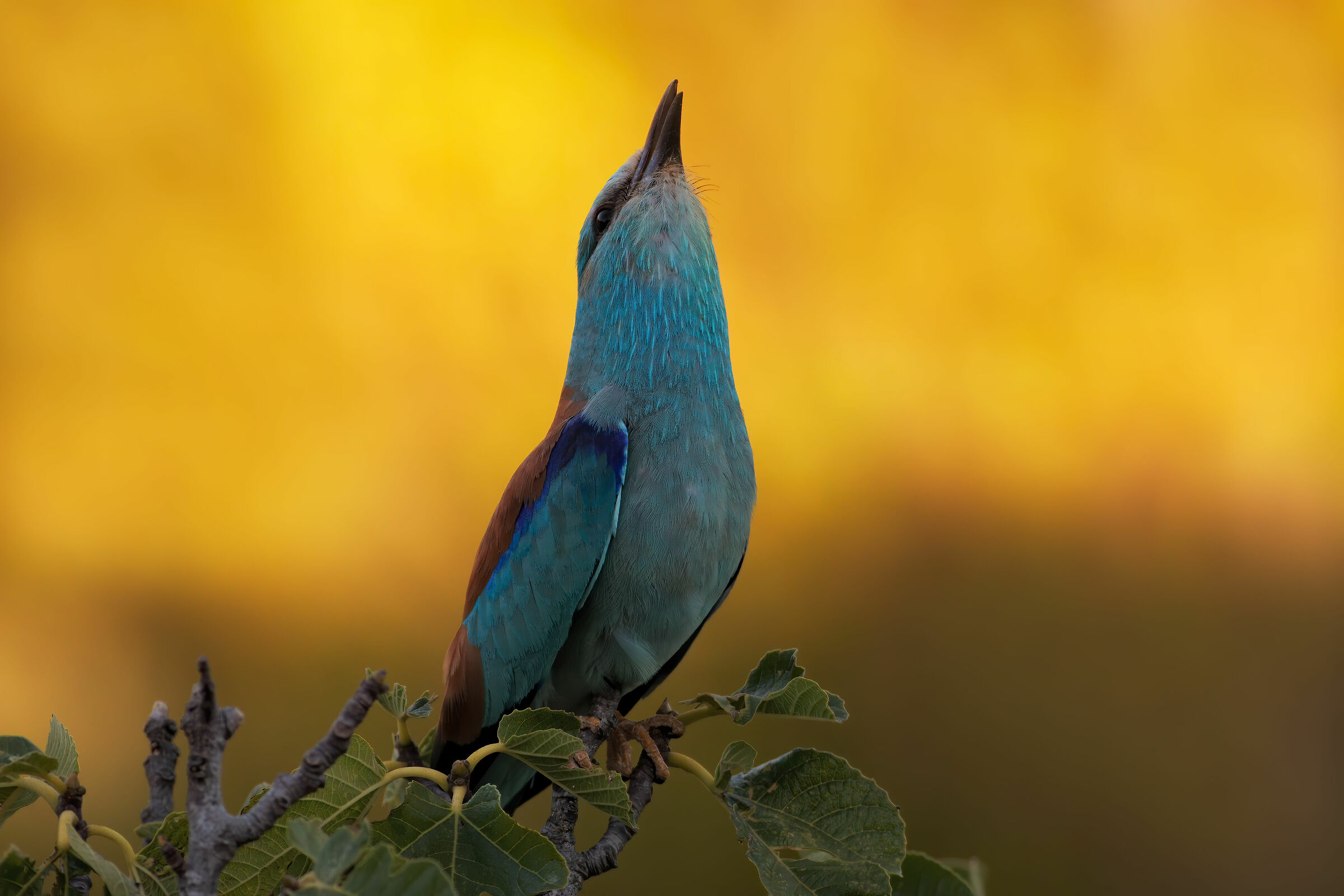 Last calls of spring......