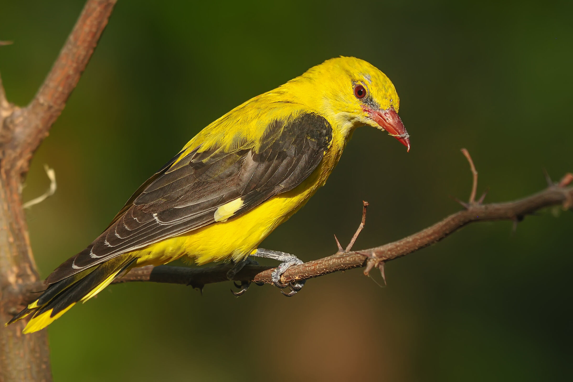 Oriolus oriolus - Oriole d'orolo d'oro