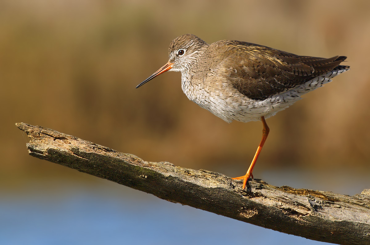 Redshank