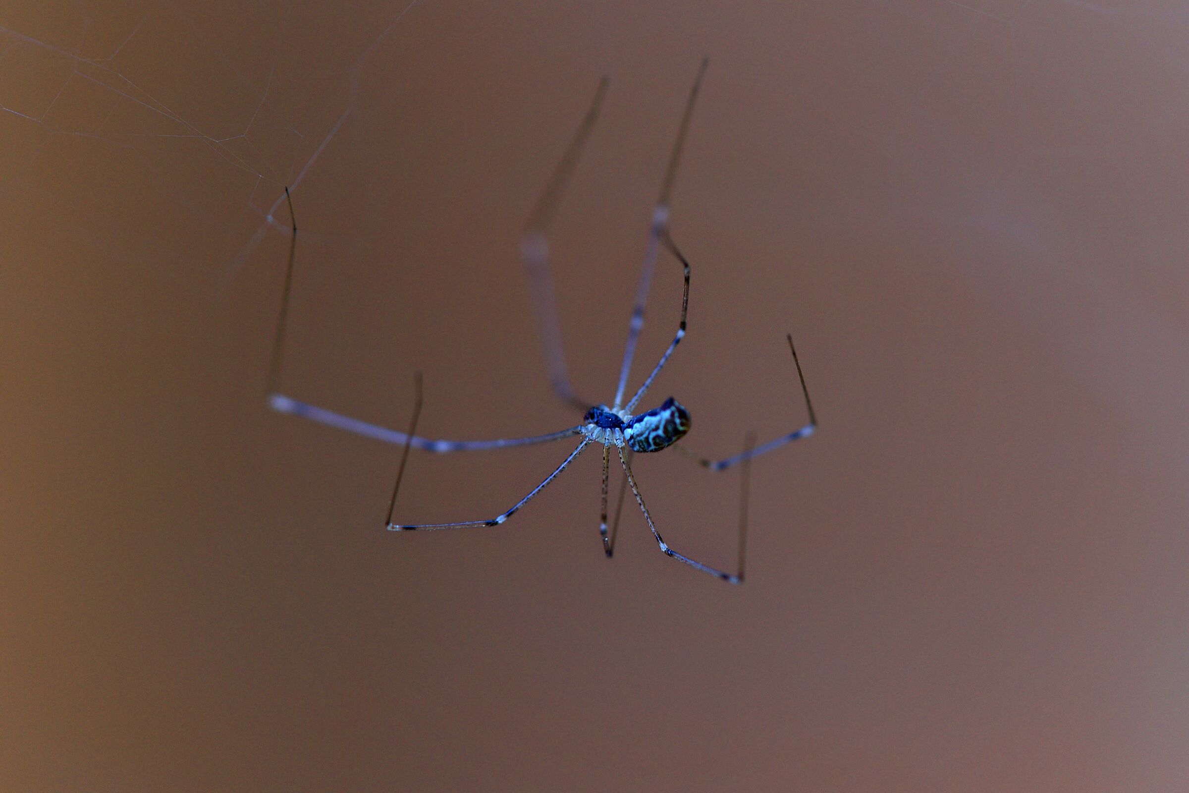 Blu Spider