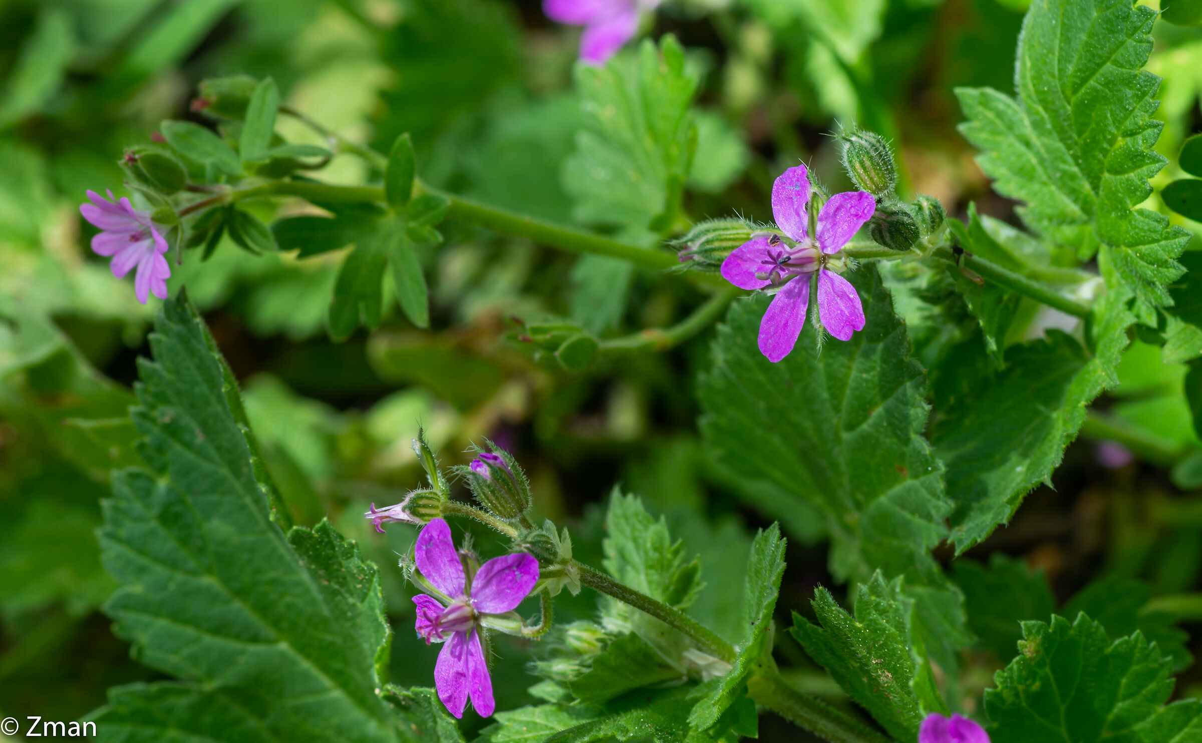 Garden Catchfly flower