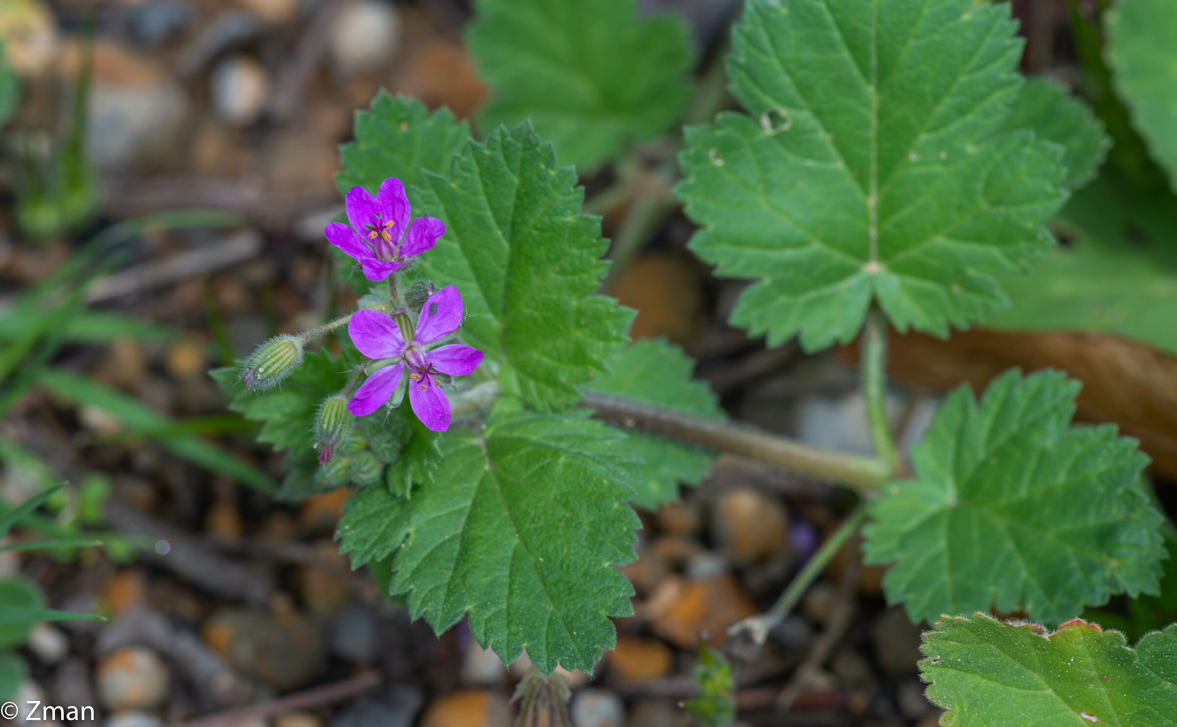 Garden Catchfly flower