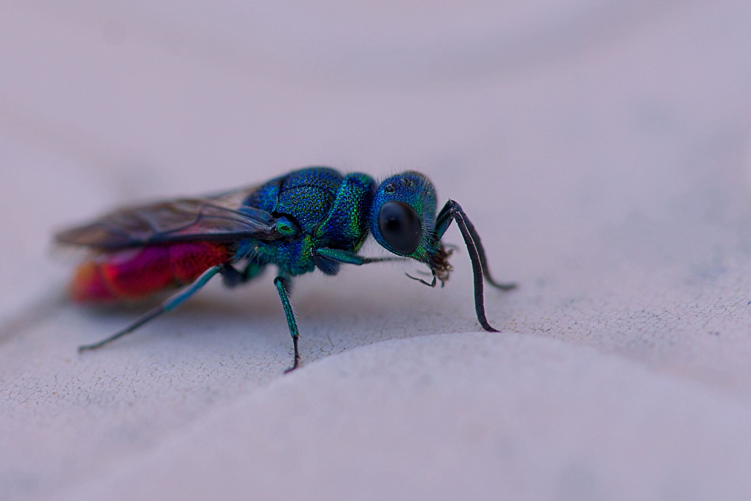 Bug in the table ..