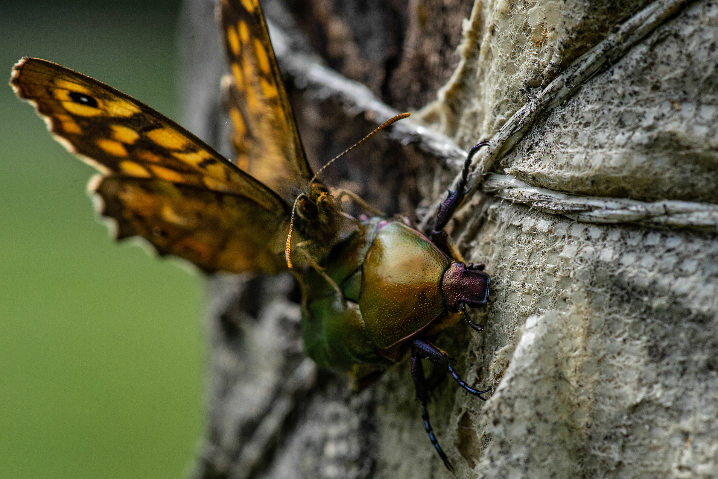 Protaetia and Butterfly