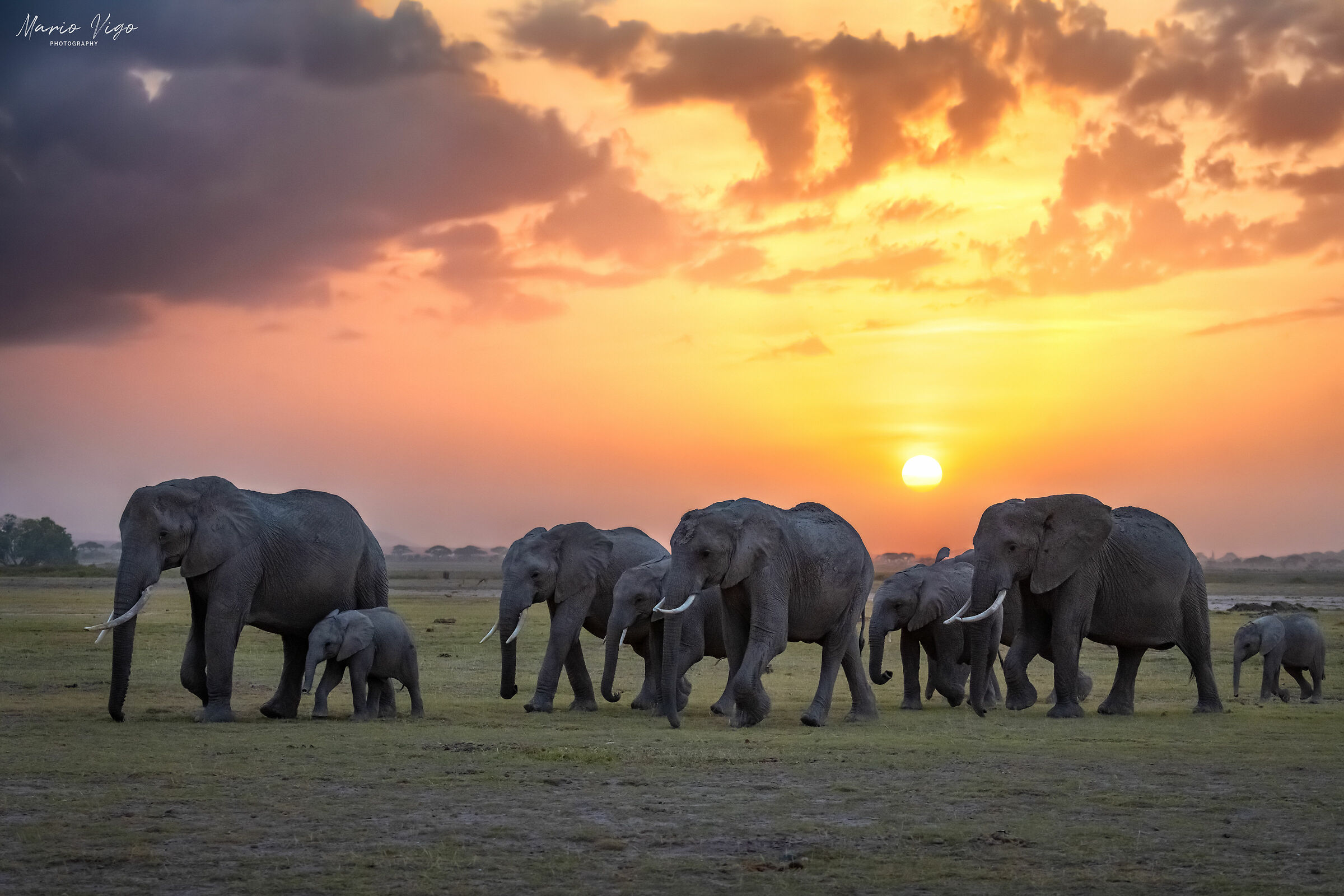 Elephants landscape