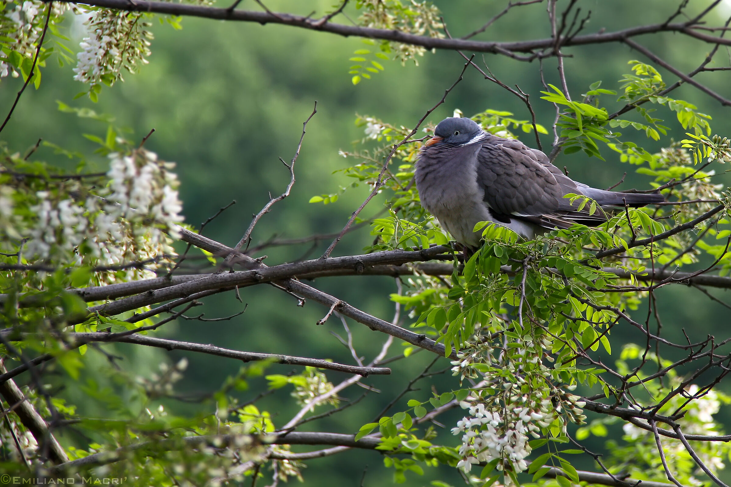 Tortora in Carpenedo (Mestre Venice)