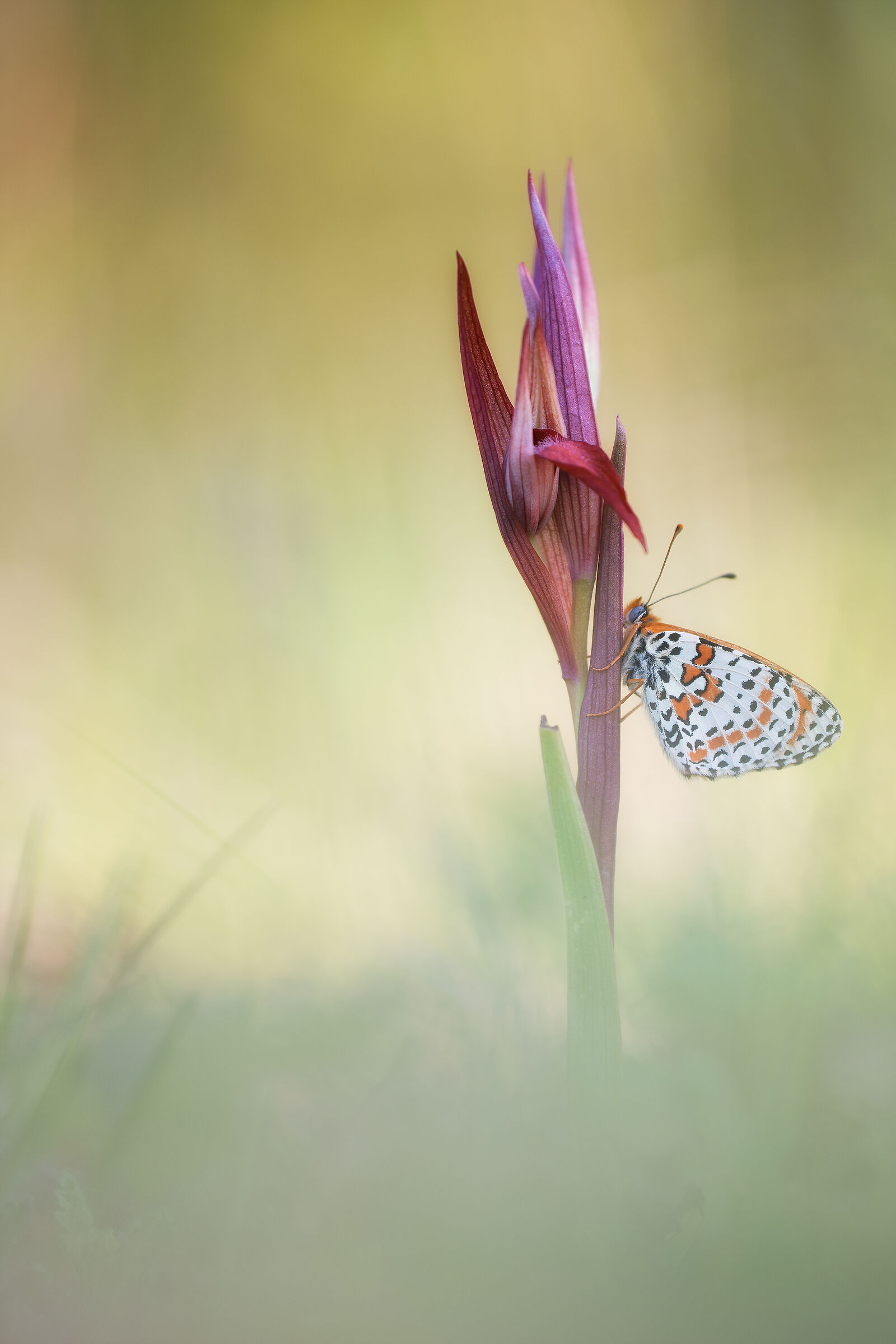 Melitaea didyma su serapias vomeracea