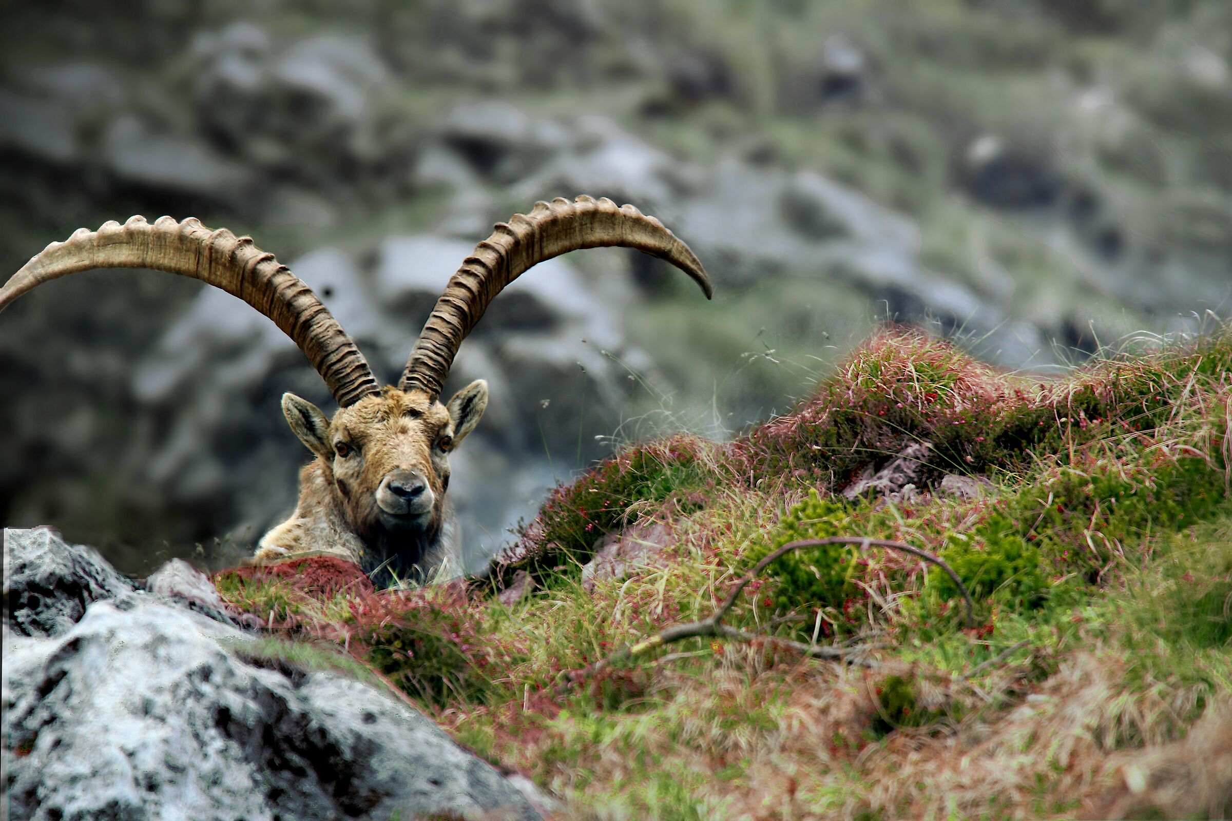 Ibex