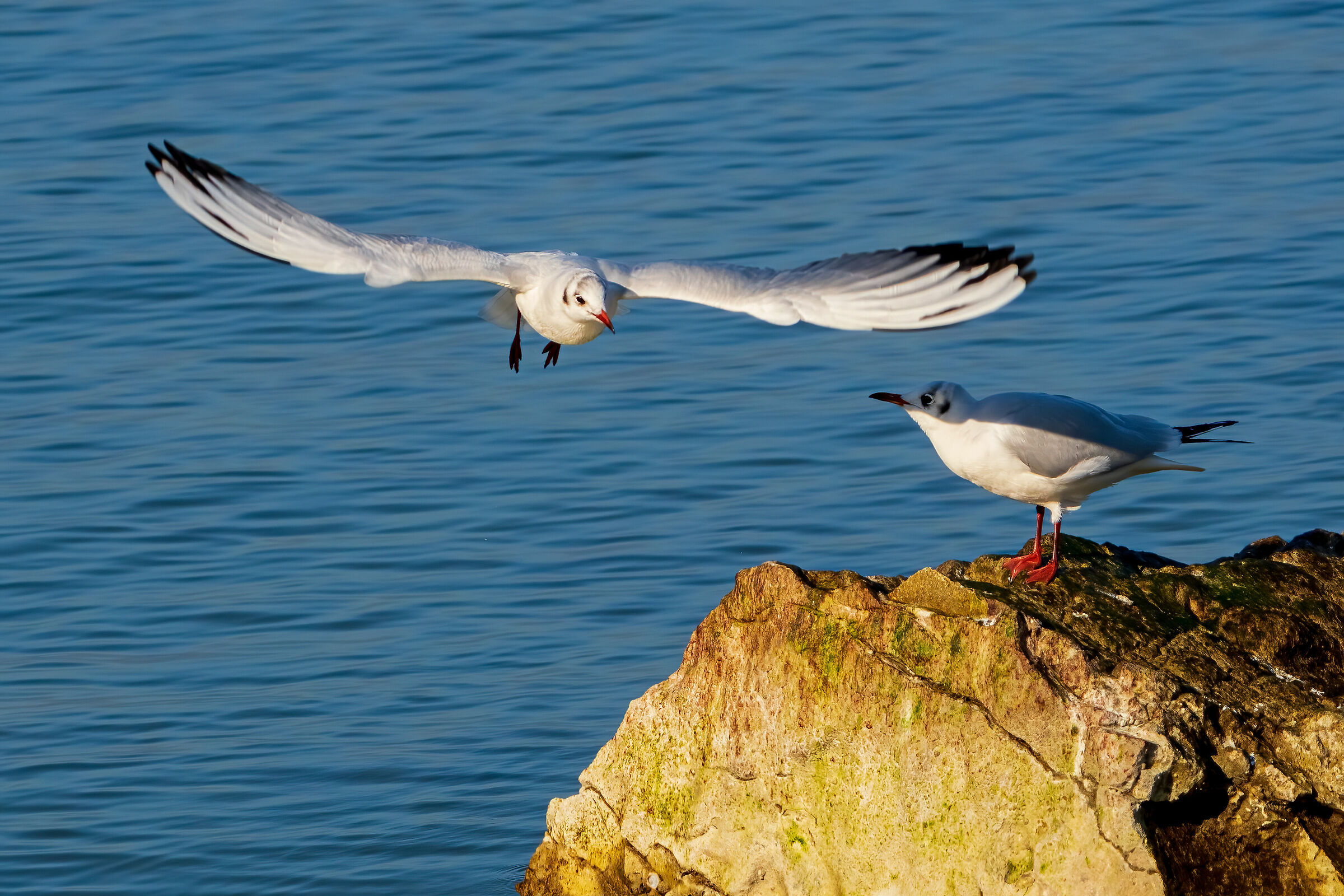 Gabbiani - Togliti che mi fai ombra !!