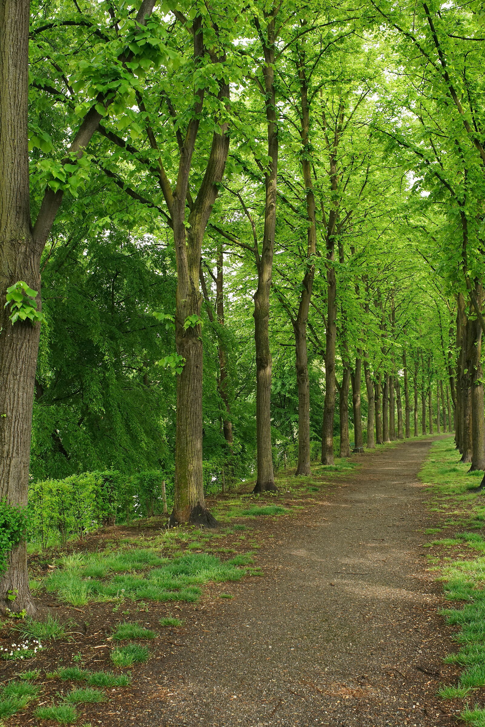 Long-suffering spring solitude (md 35 2.8)