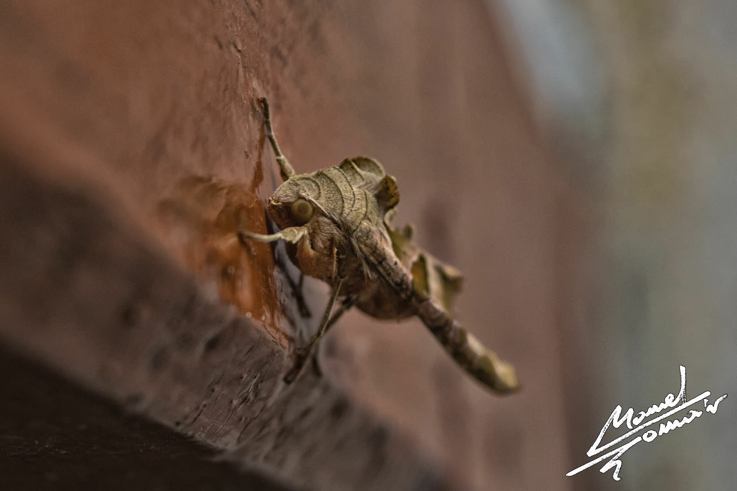 Phlogophora meticulosa 1