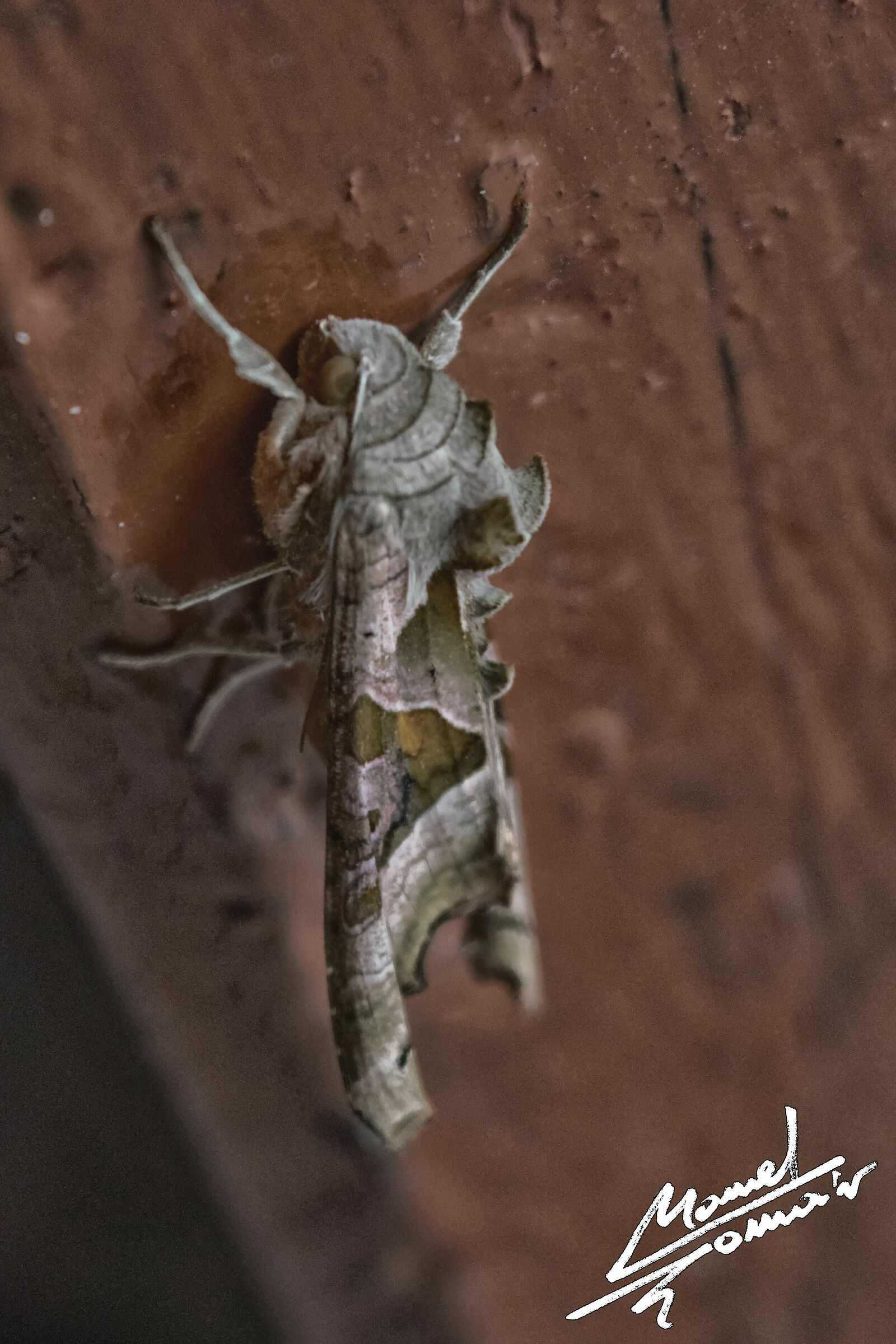 Phlogophora meticulosa 2