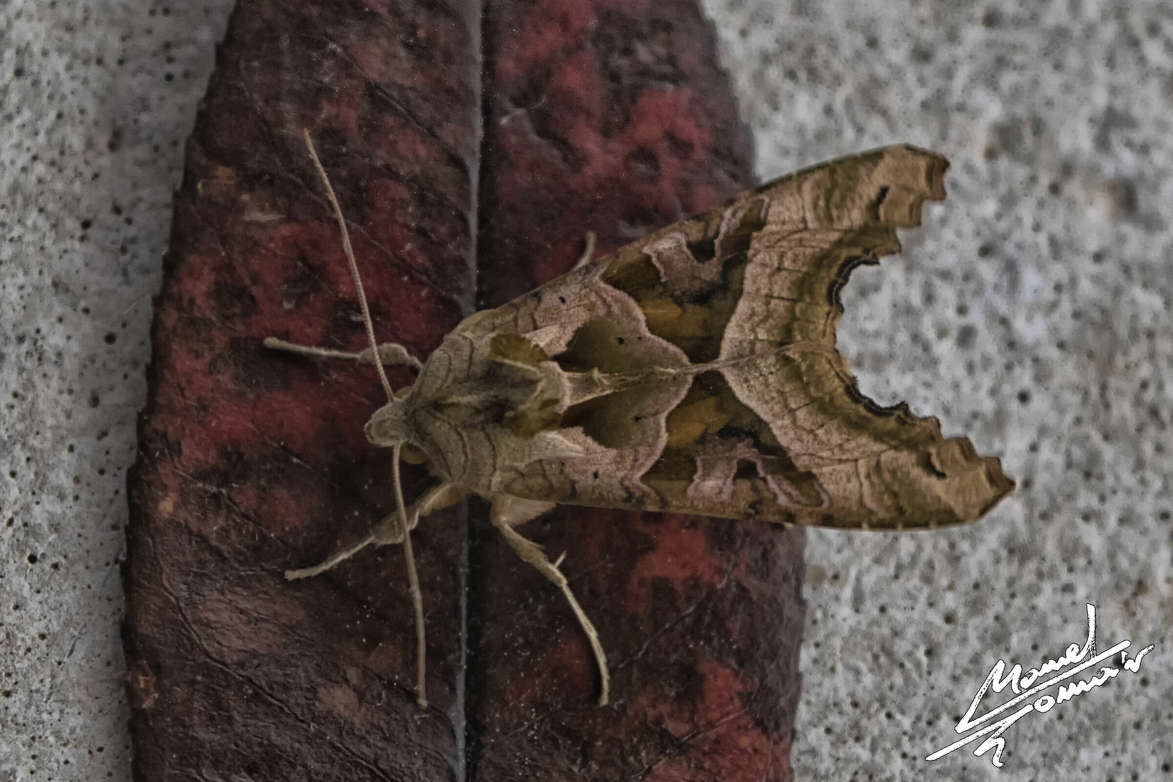 Phlogophora meticulosa 3