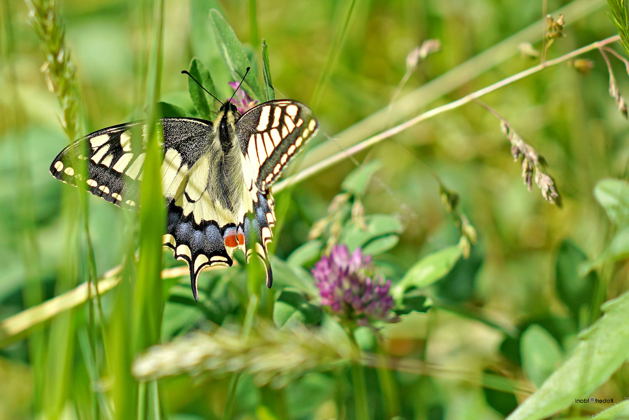 Swallowtail