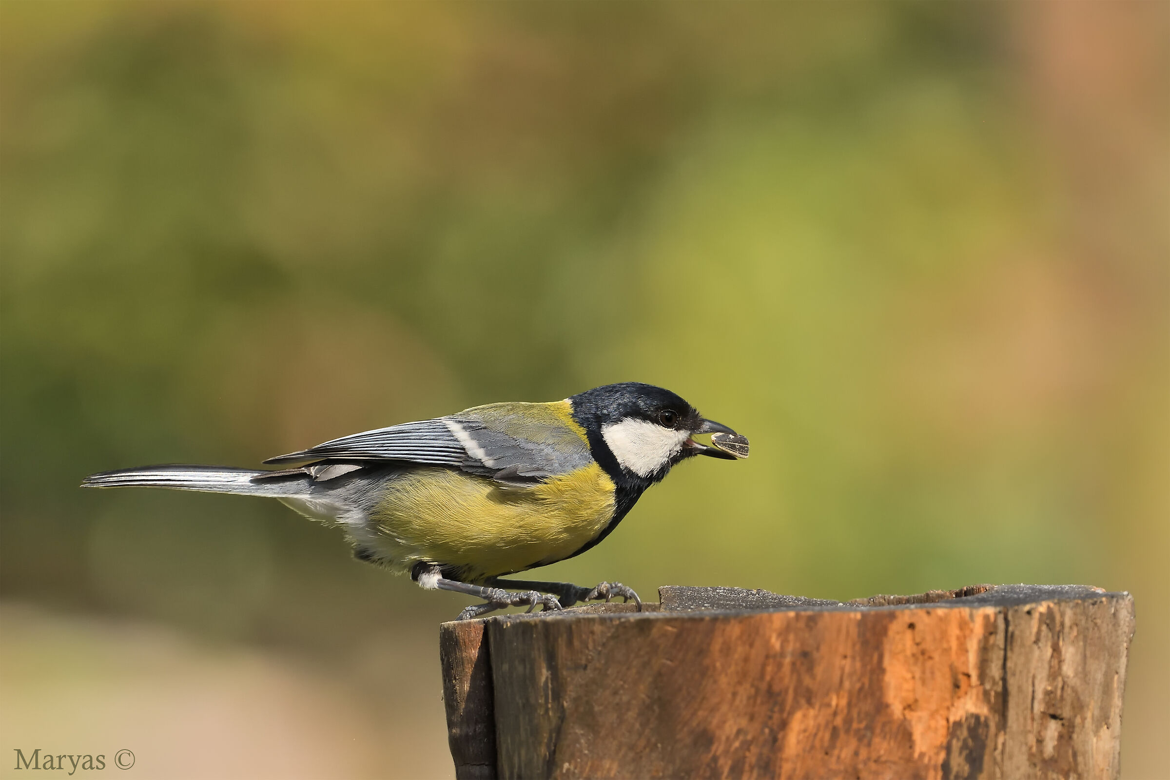 Golosone cinciallegra