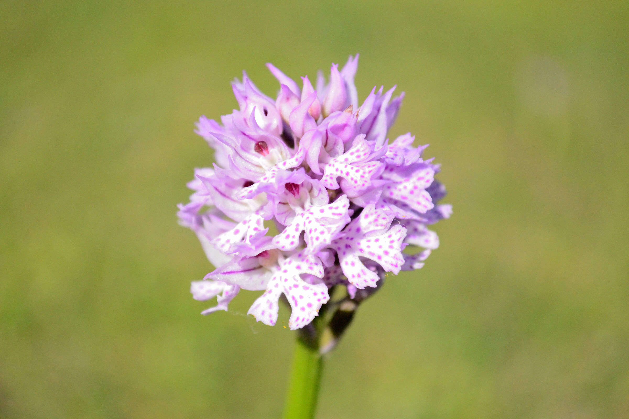 Orchis tridentata o Neotinea tridentata