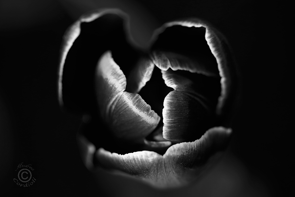 tulip1bw
