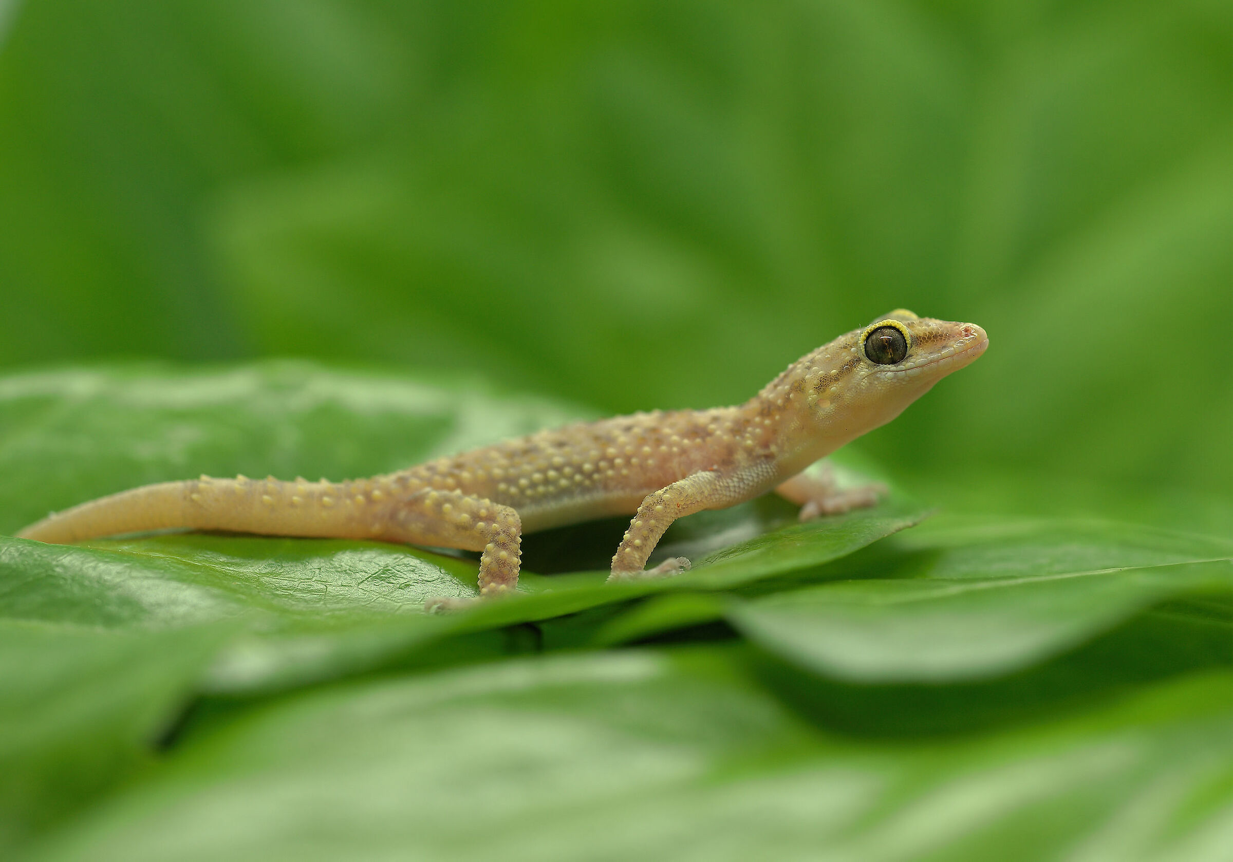 Warty gecko