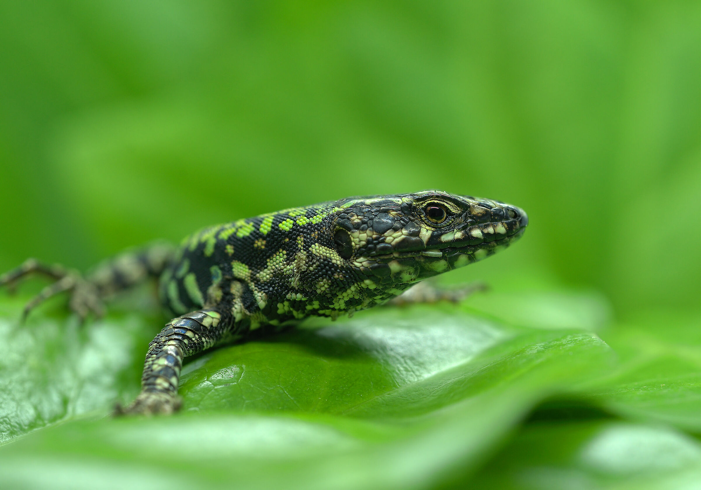 Wall lizard