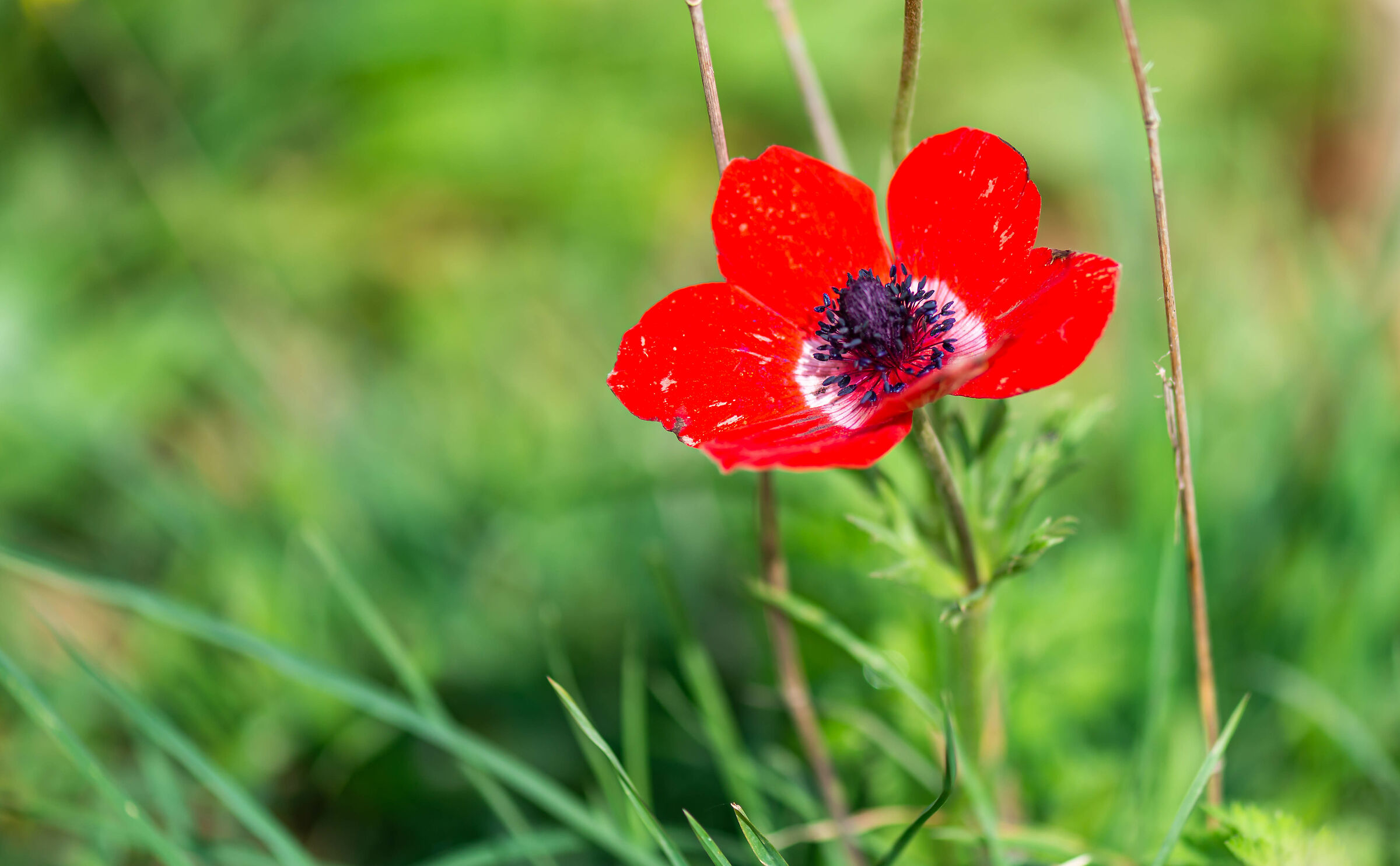 Poppy Anemone Flower