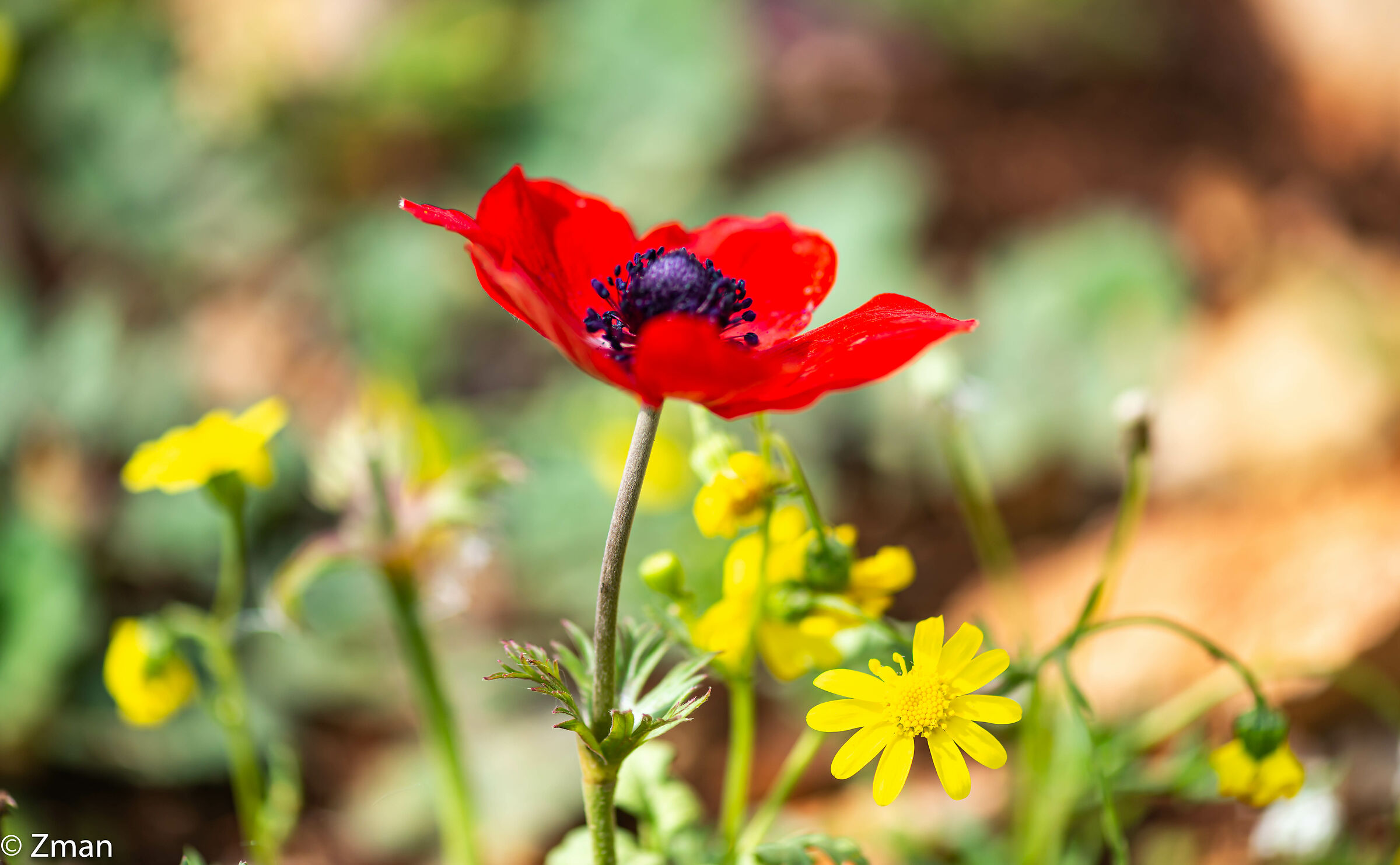 Poppy Anemone Flower