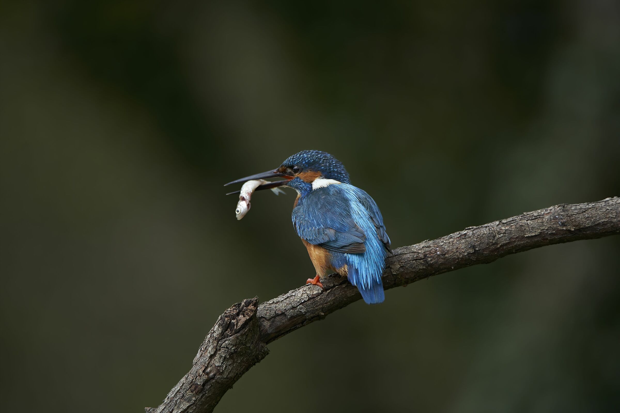 The King Fisher!what else!?