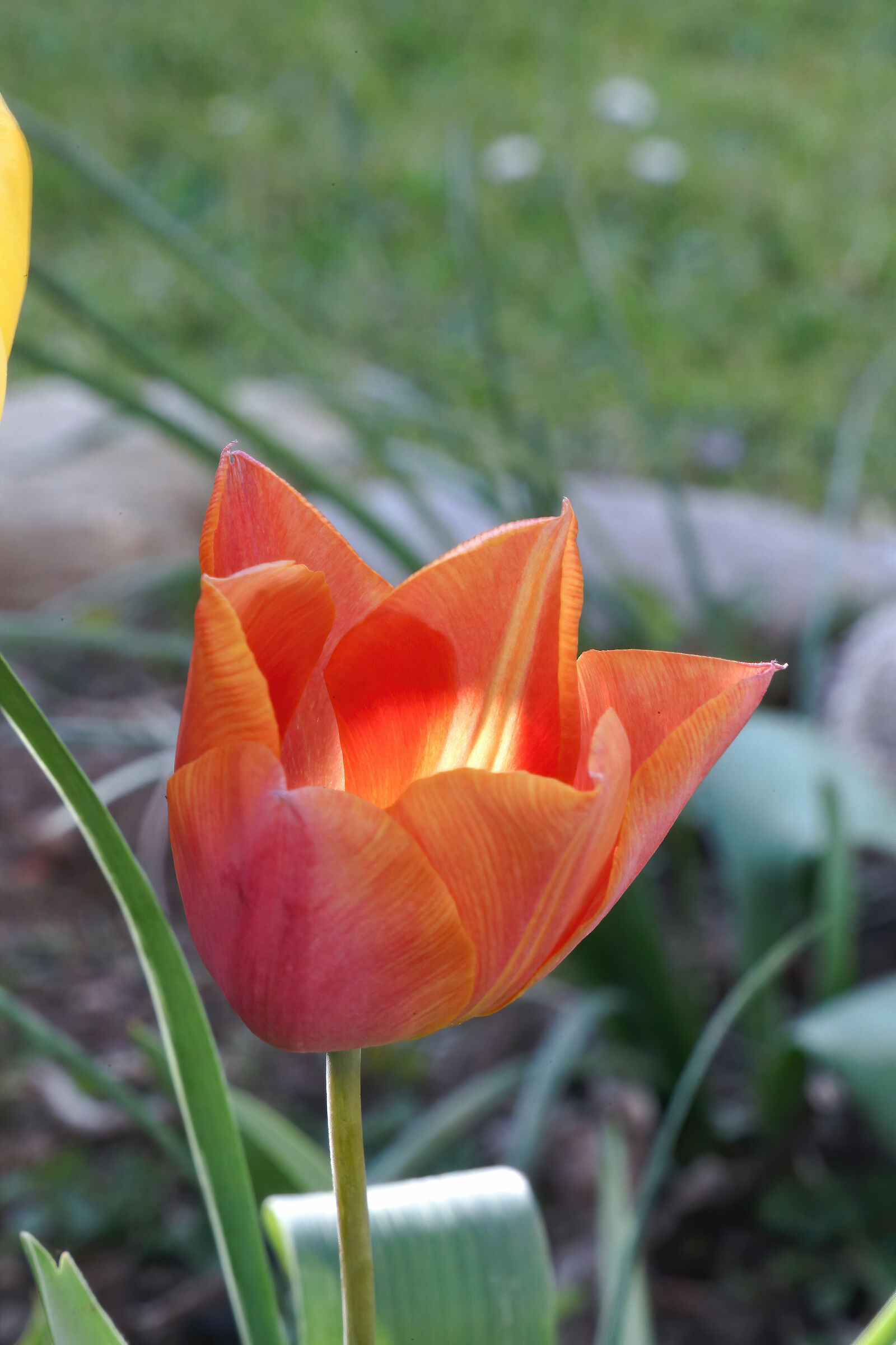 Tulip&Light