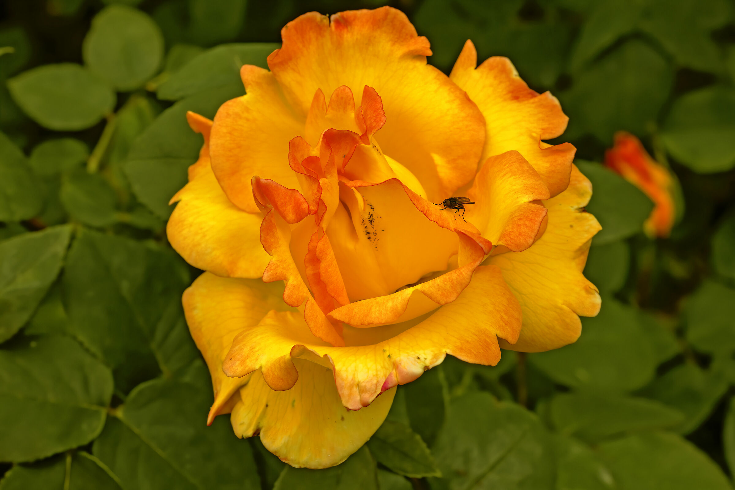 Una mosca è sempre gradita