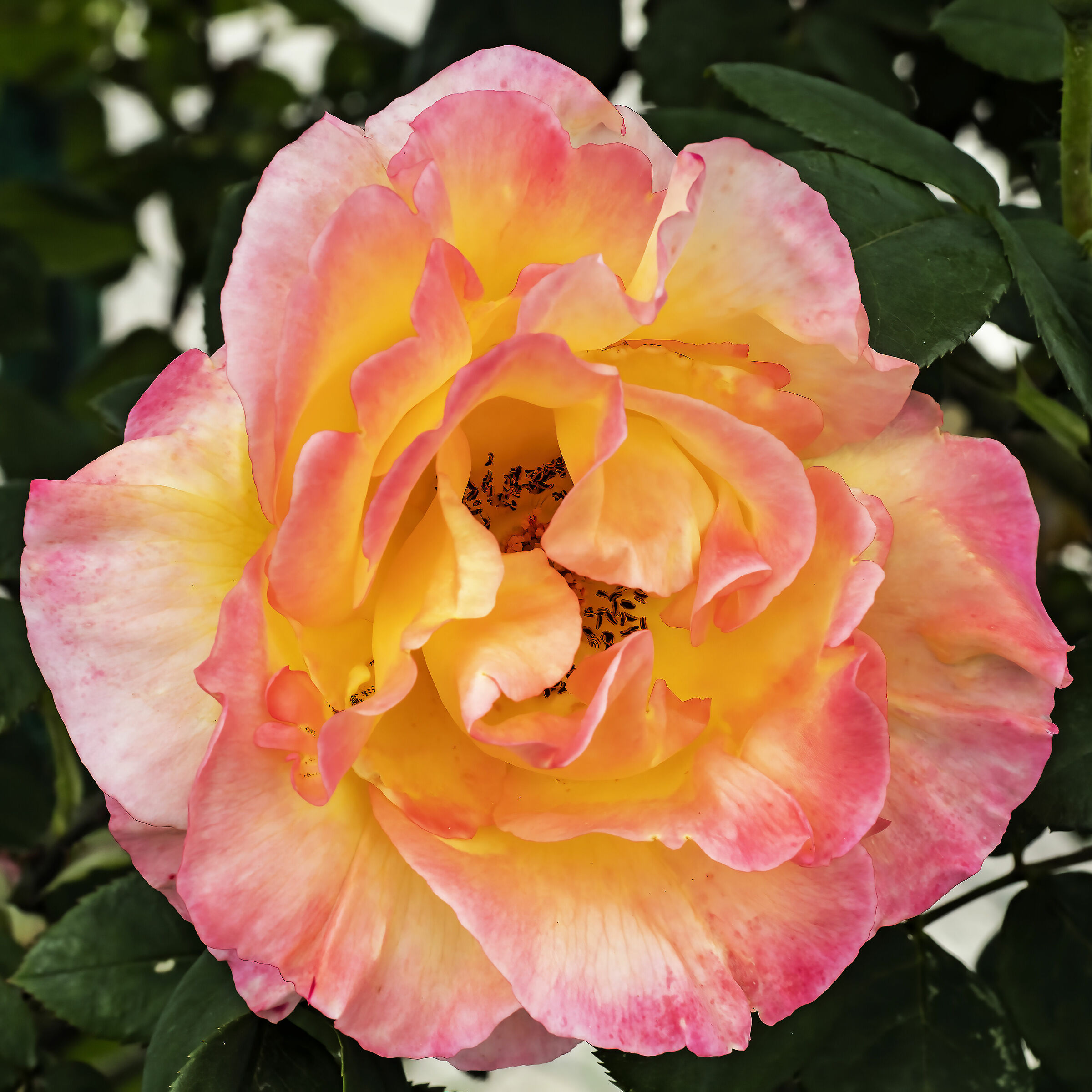 Segni particolari: bellissima