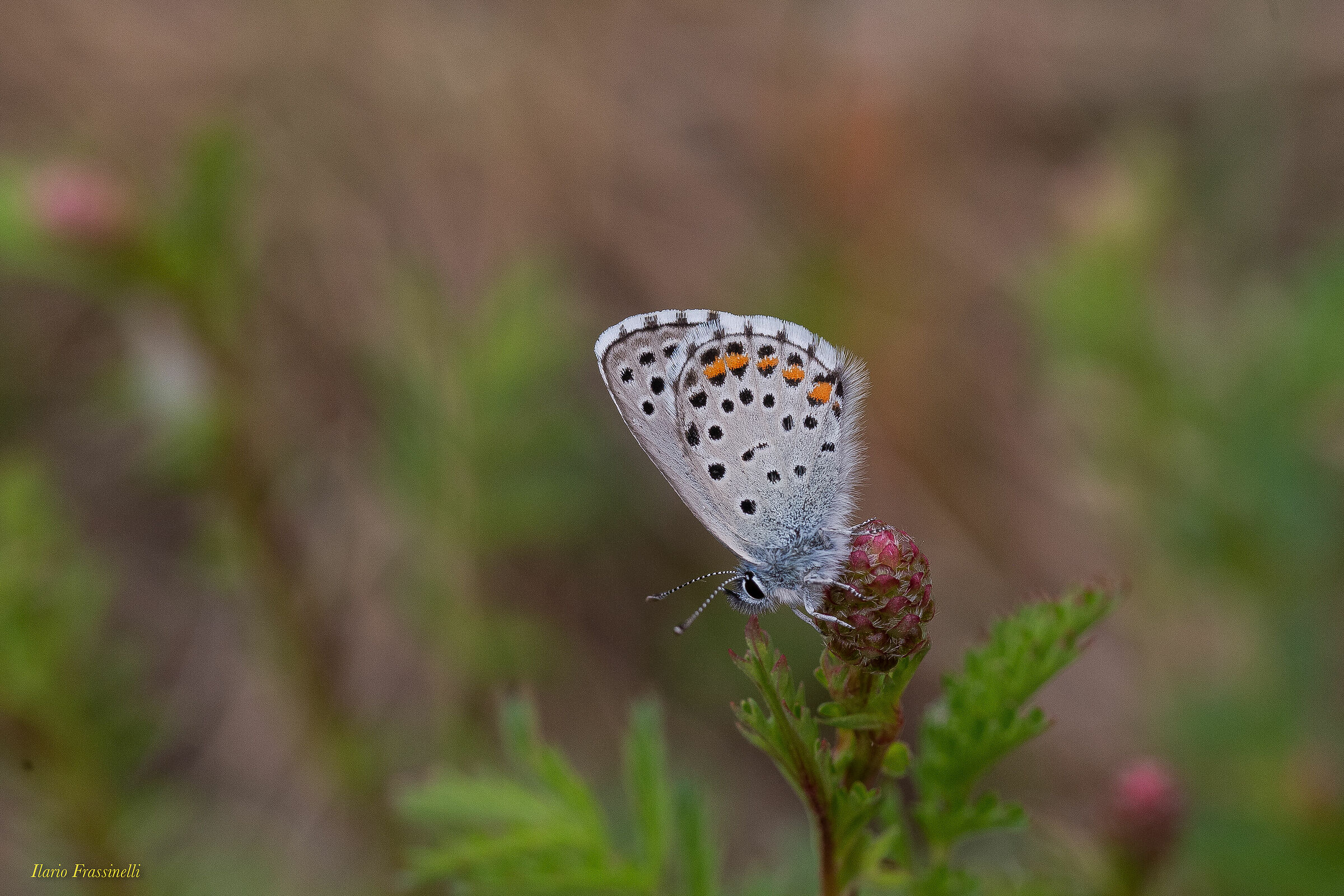 Argus Plebejus