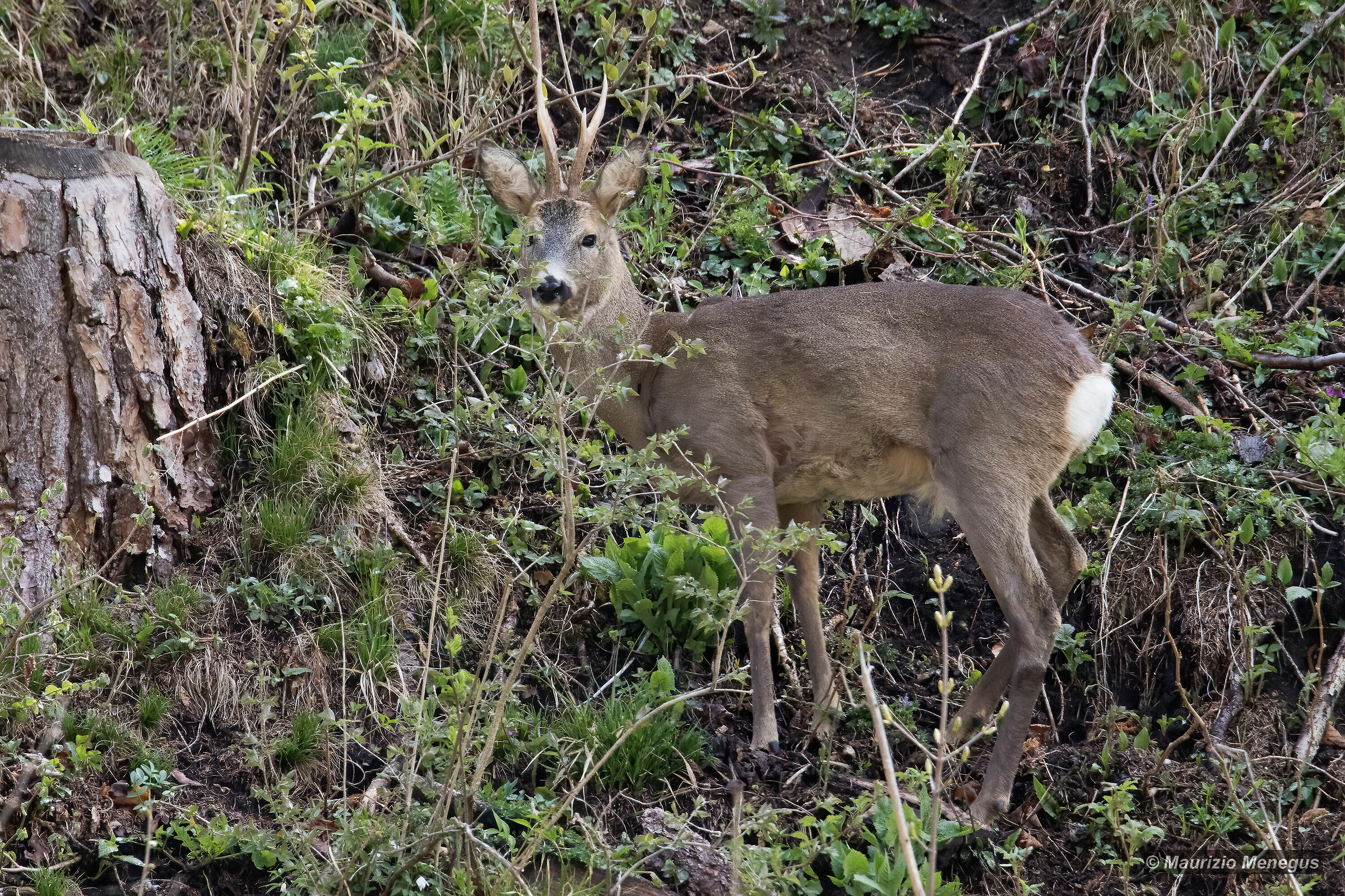 Capriolo adulto  30.04.2020