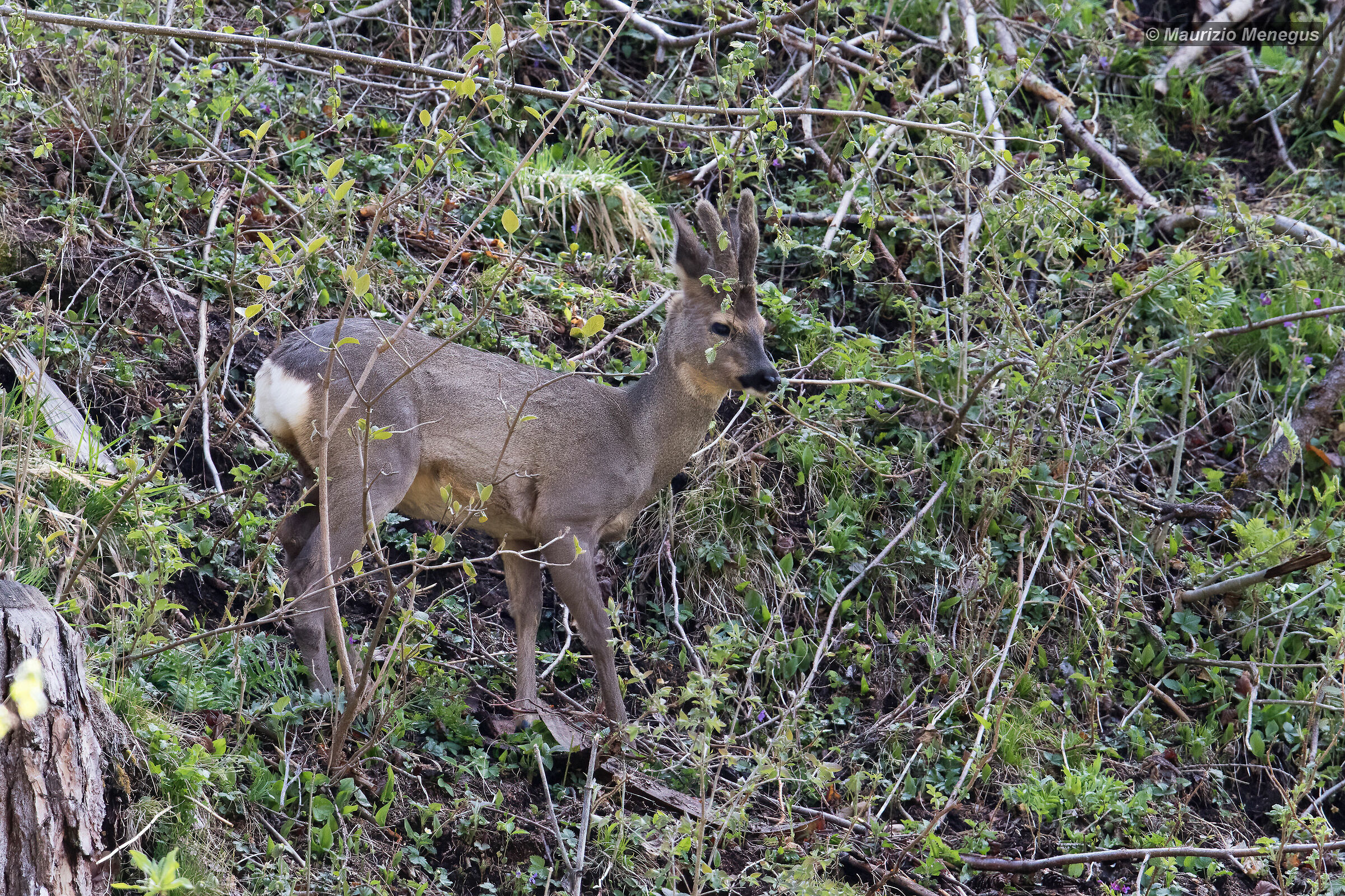 Capriolo giovane 30.04.2020