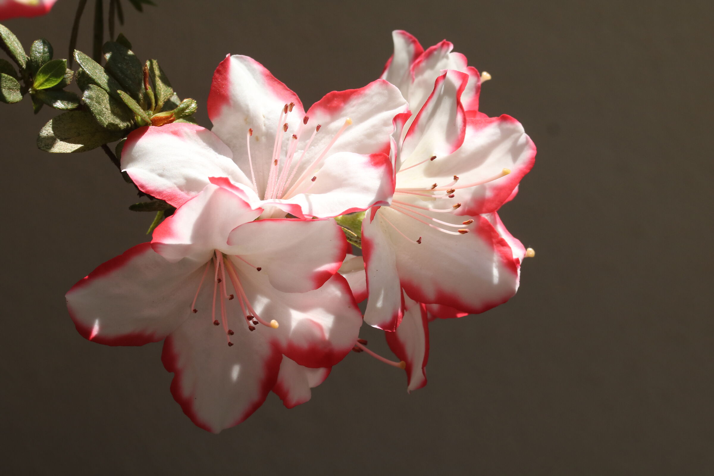 Azalea