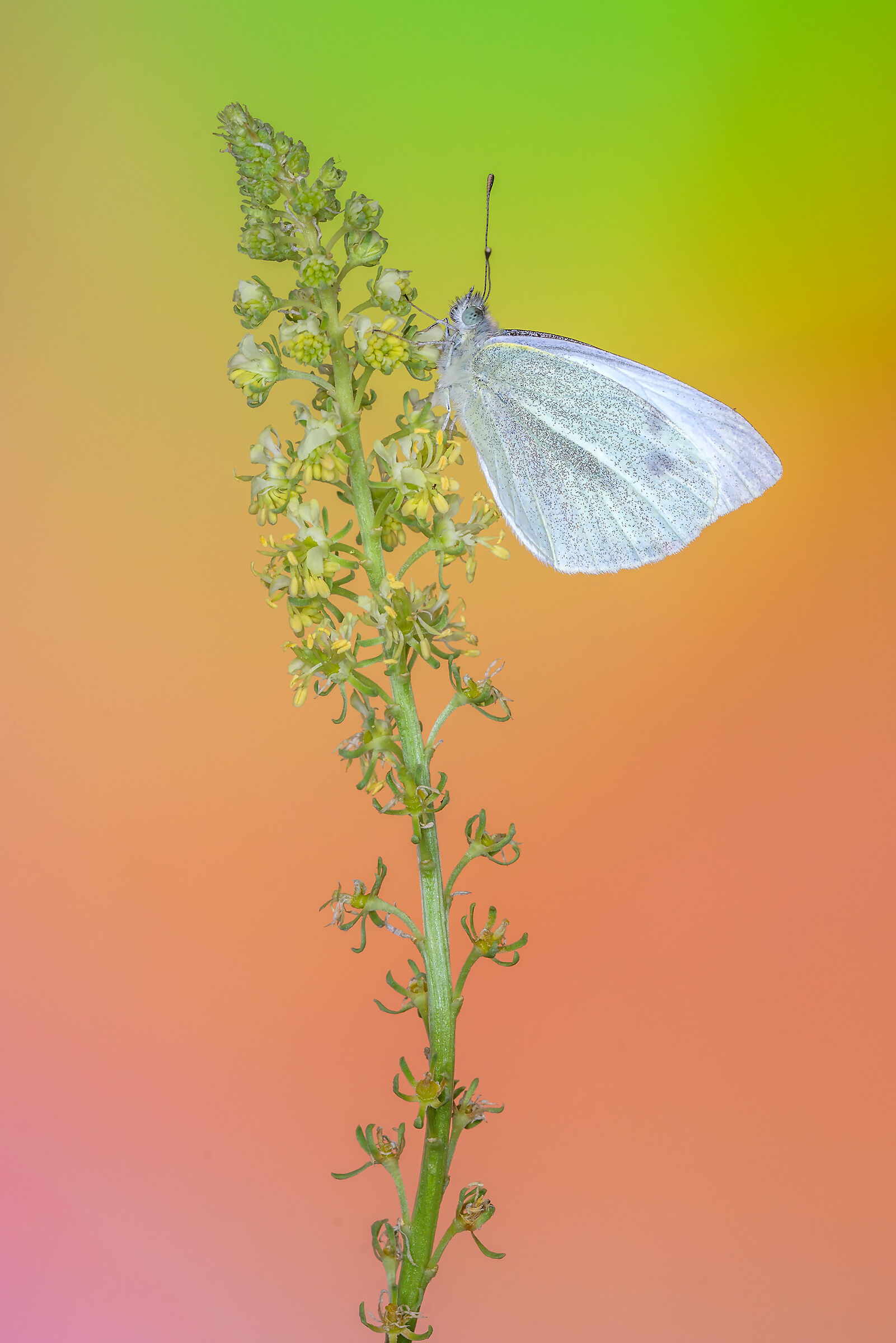 Pieris