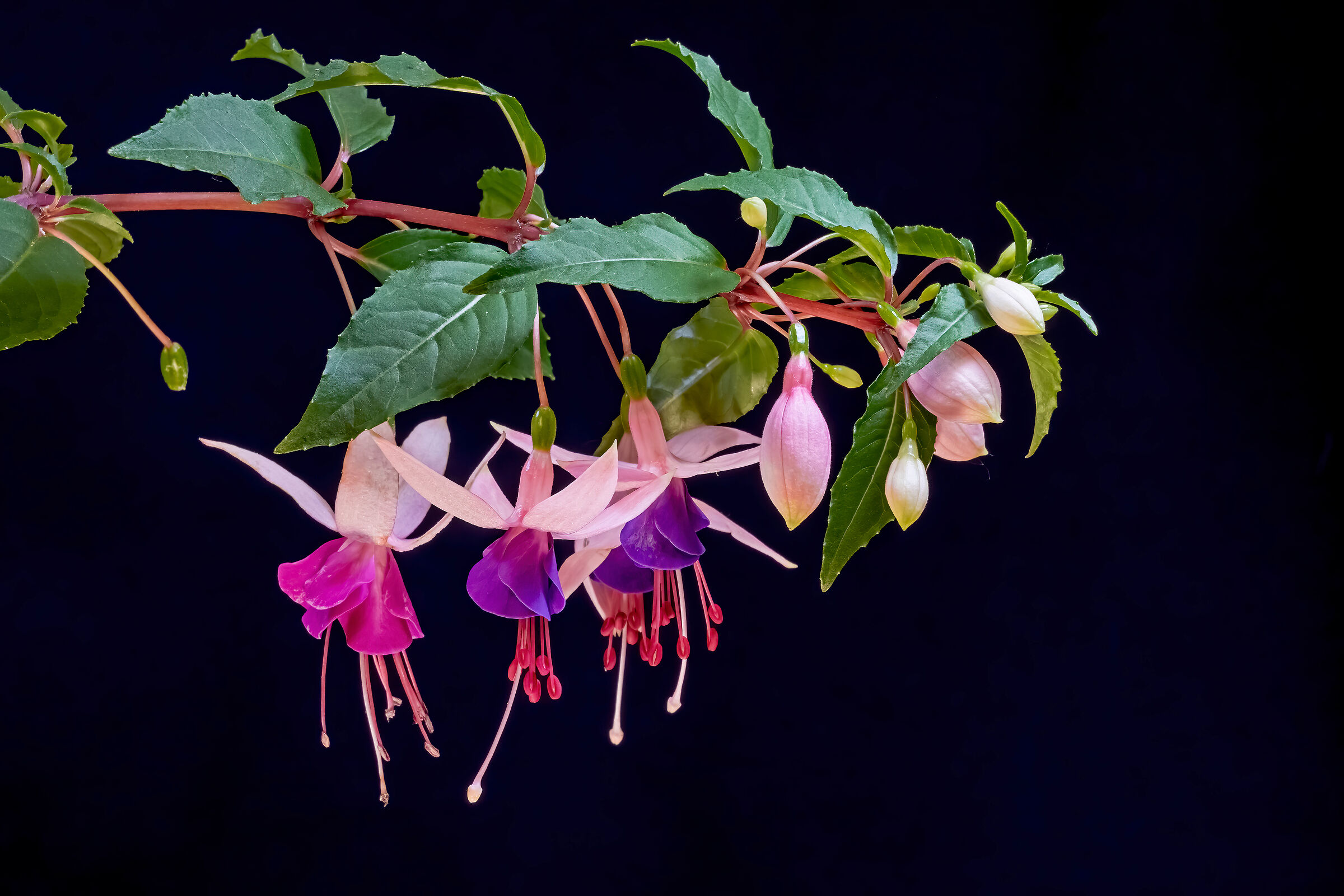 Fuchsia Hybrida