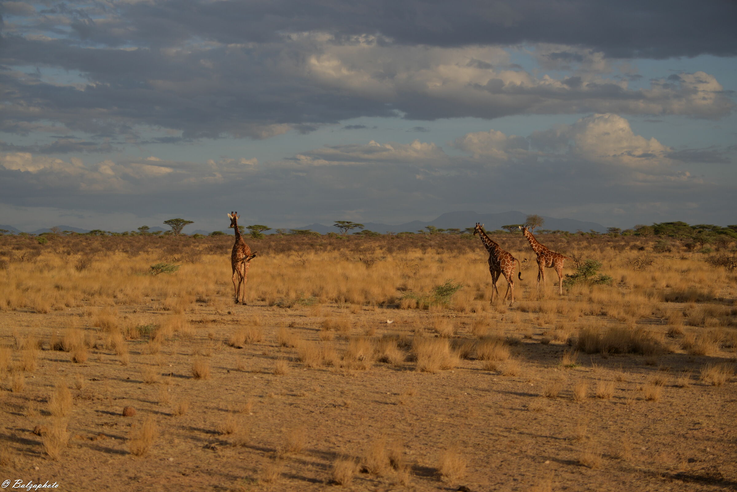 Giraffes in Samburu Kenya Park