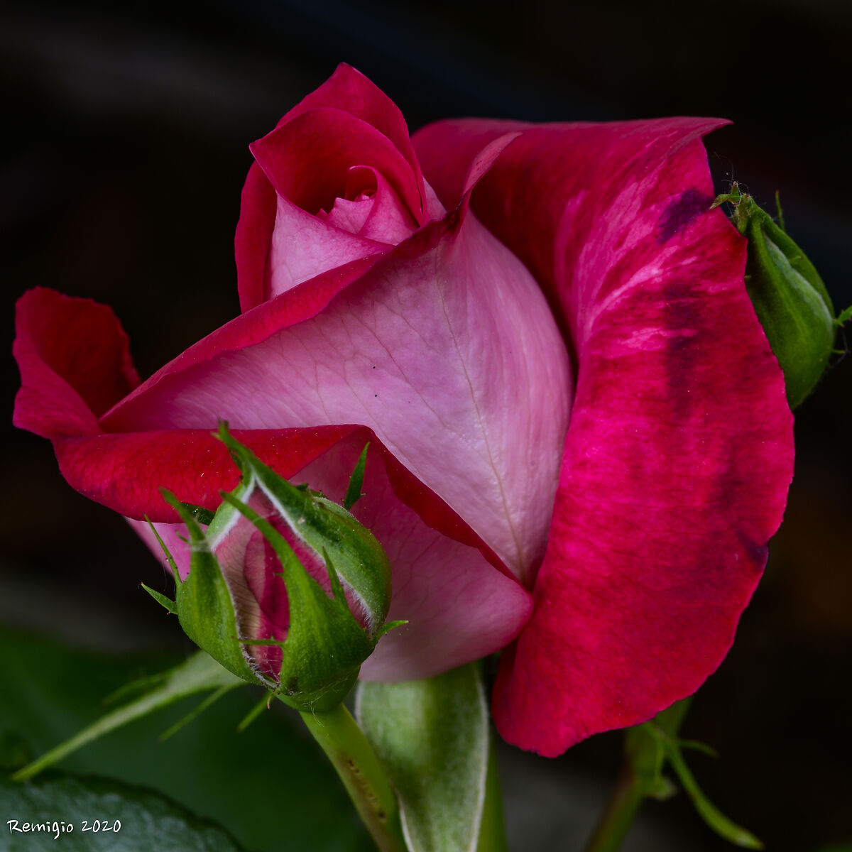 Petali di Rosa