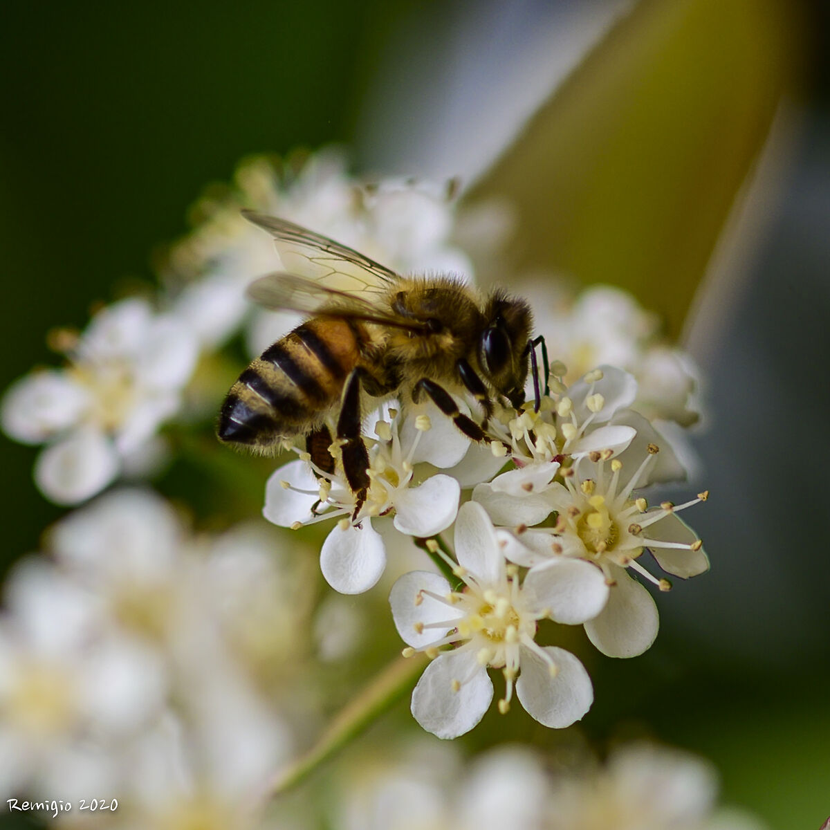 Photinia e l'Ape